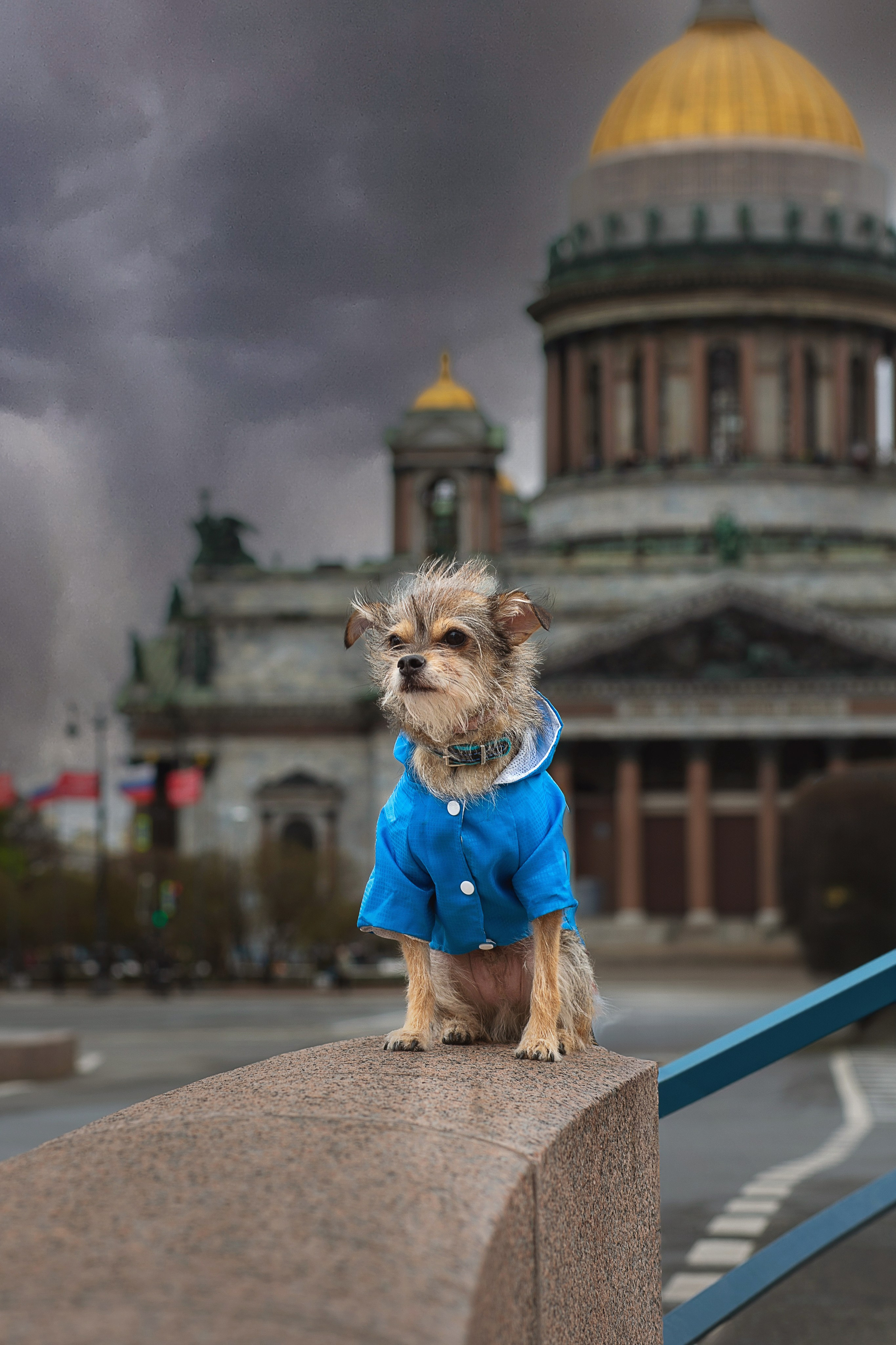 Фотосессия питомца. Душевный фотограф в Санкт-Петербурге. Свадебные и семейные фотосессии