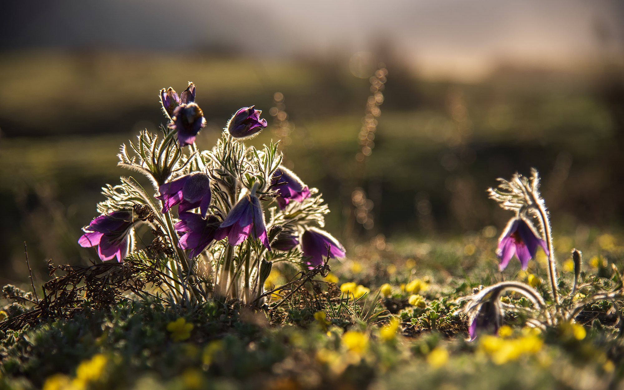 Купаясь в солнечных лучах. Чемальский район, апрель 2024