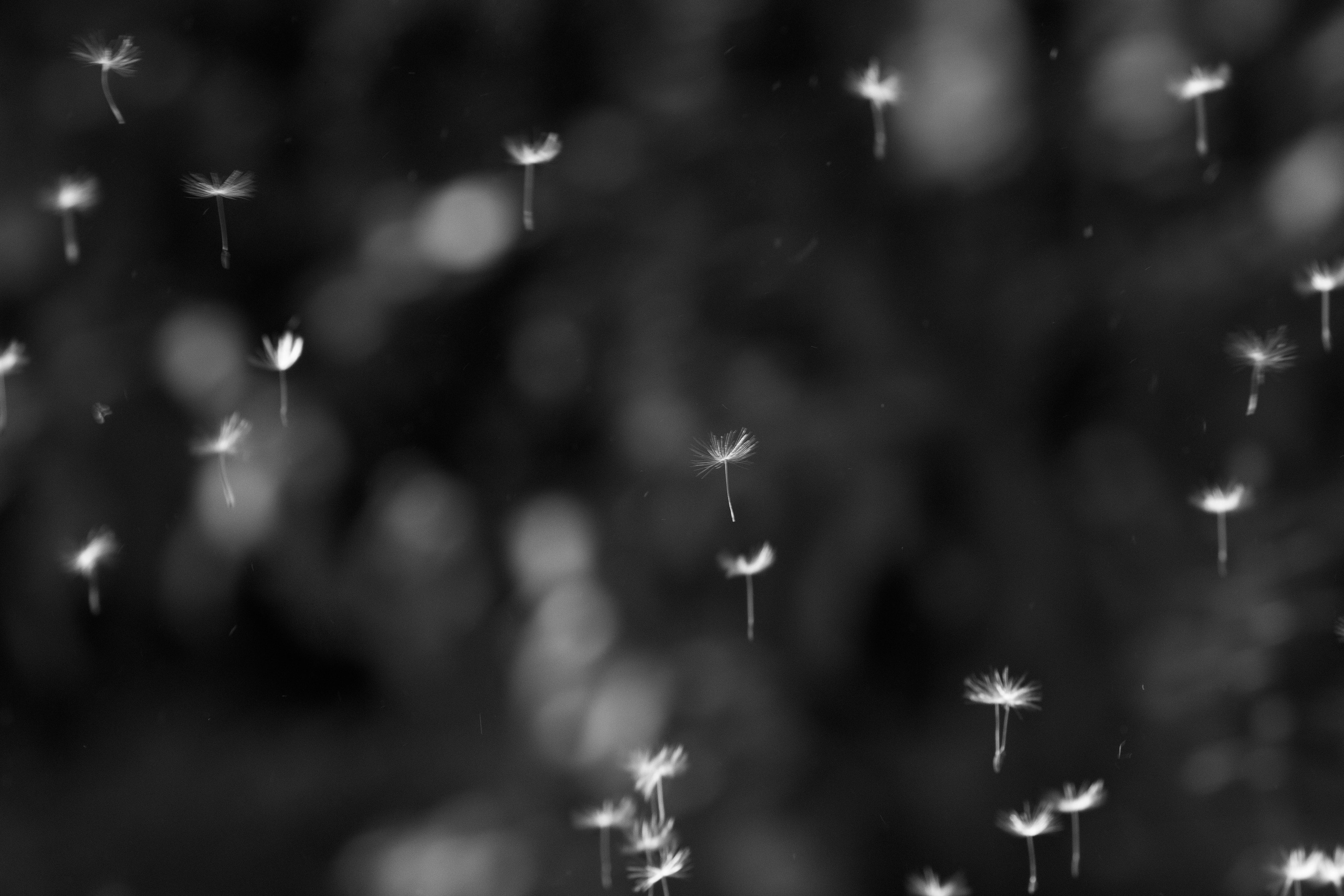 Макро. Фотограф Лагутин Анатолий