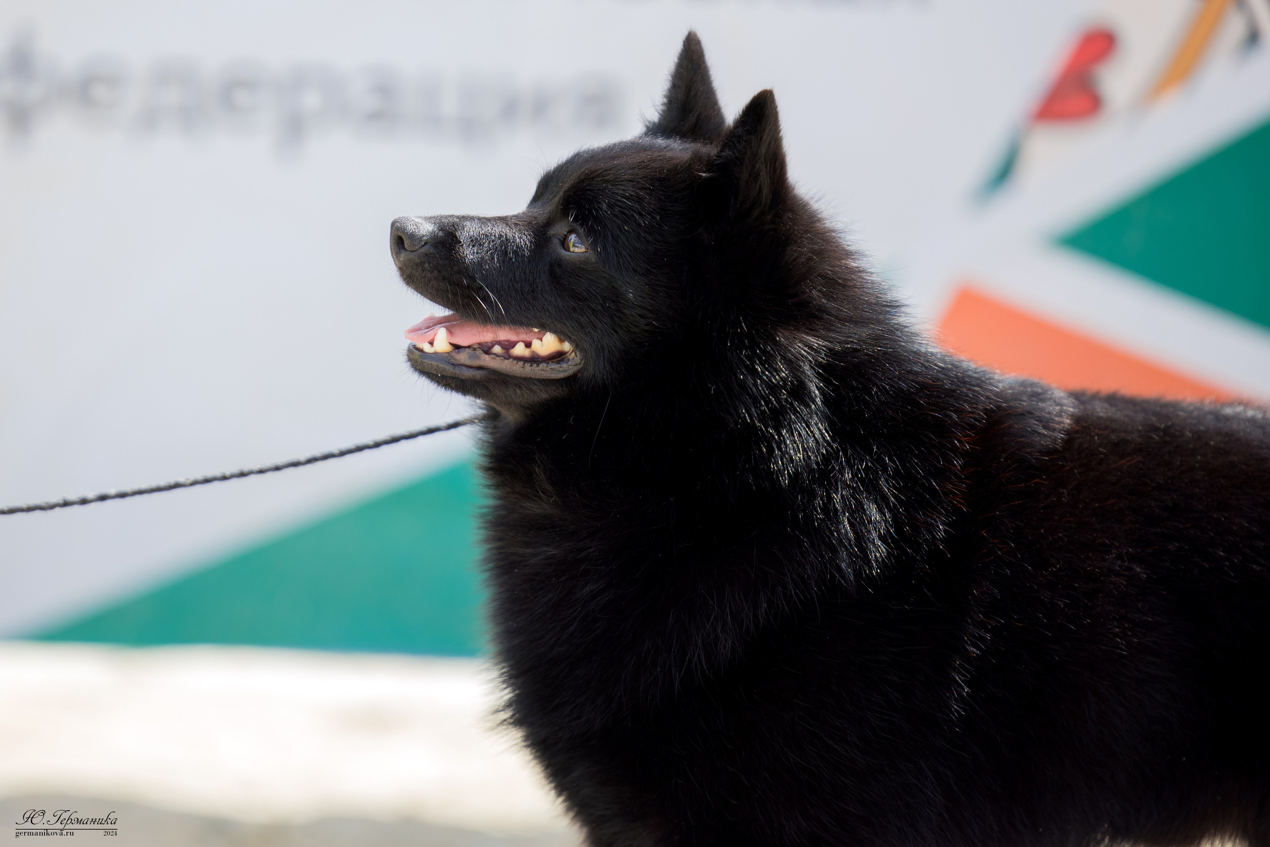 РОССИЯ 8-9.06.2024. Фотограф-анималист Юлия Германика