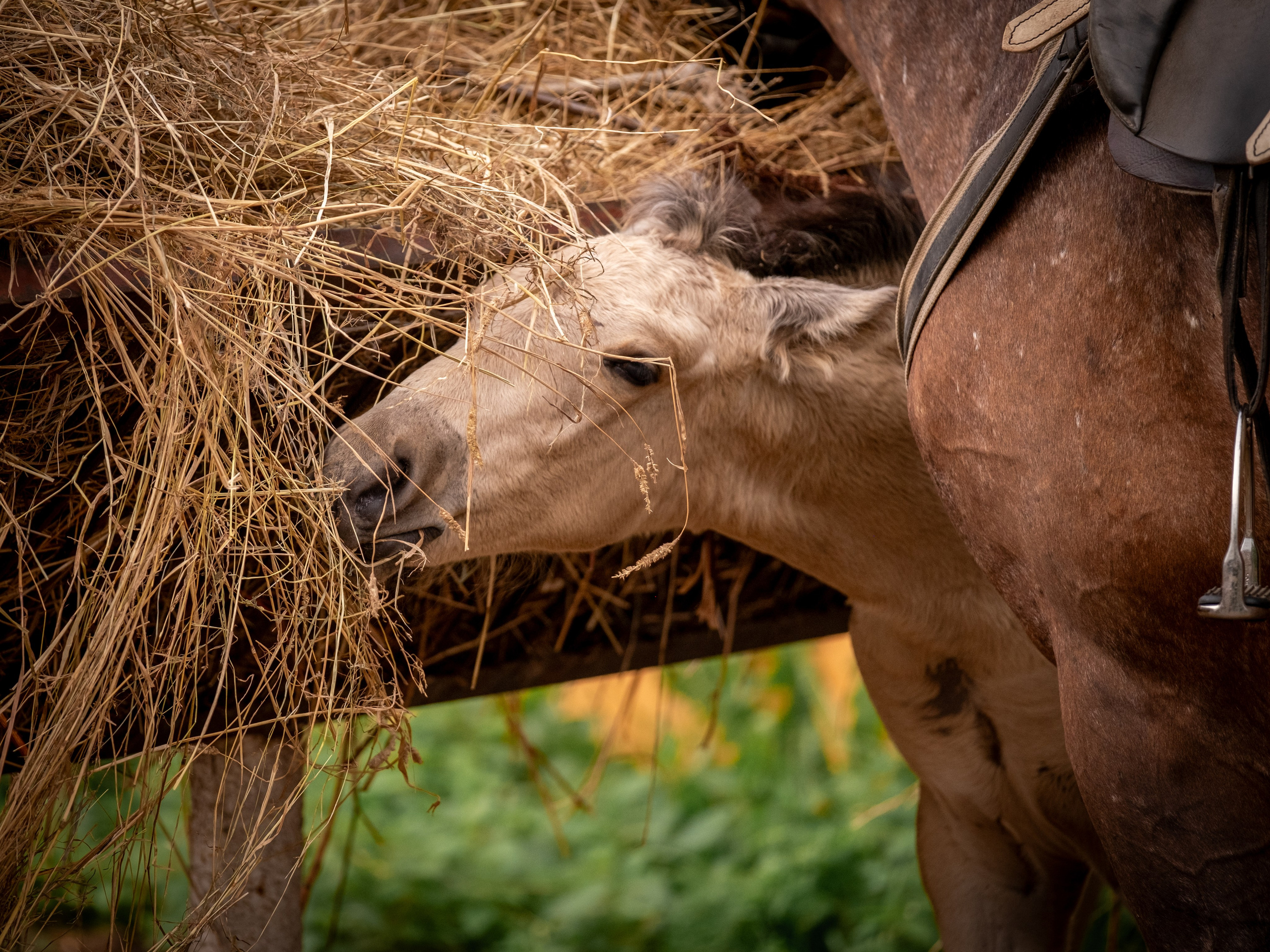Аванпост, конное ранчо. Зоофотограф, фотограф животных в Москве и области Дина Дамоцева