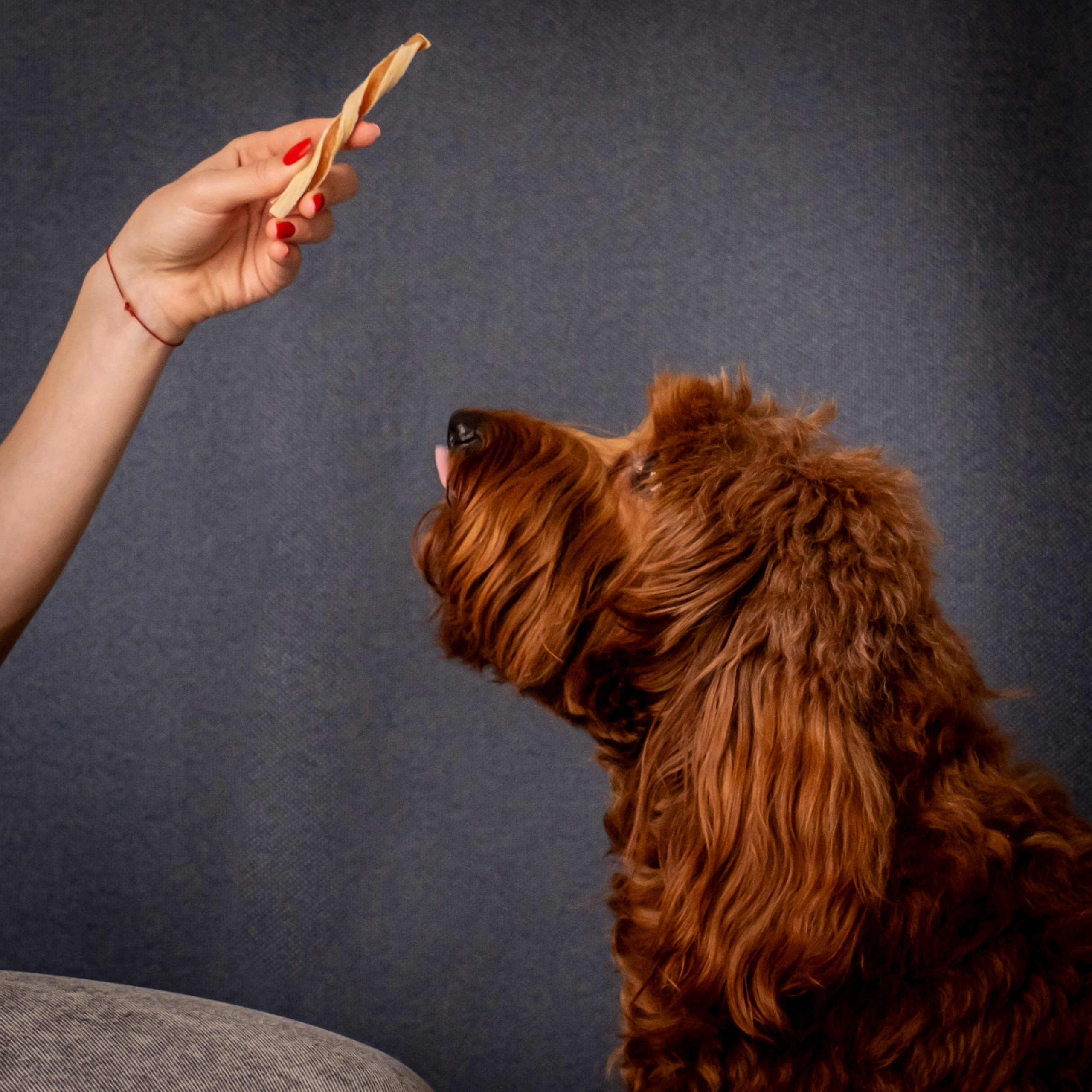 Съёмка для рекламы лакомства для собак (для Марии)!. Зоофотограф, фотограф животных в Москве и области Дина Дамоцева