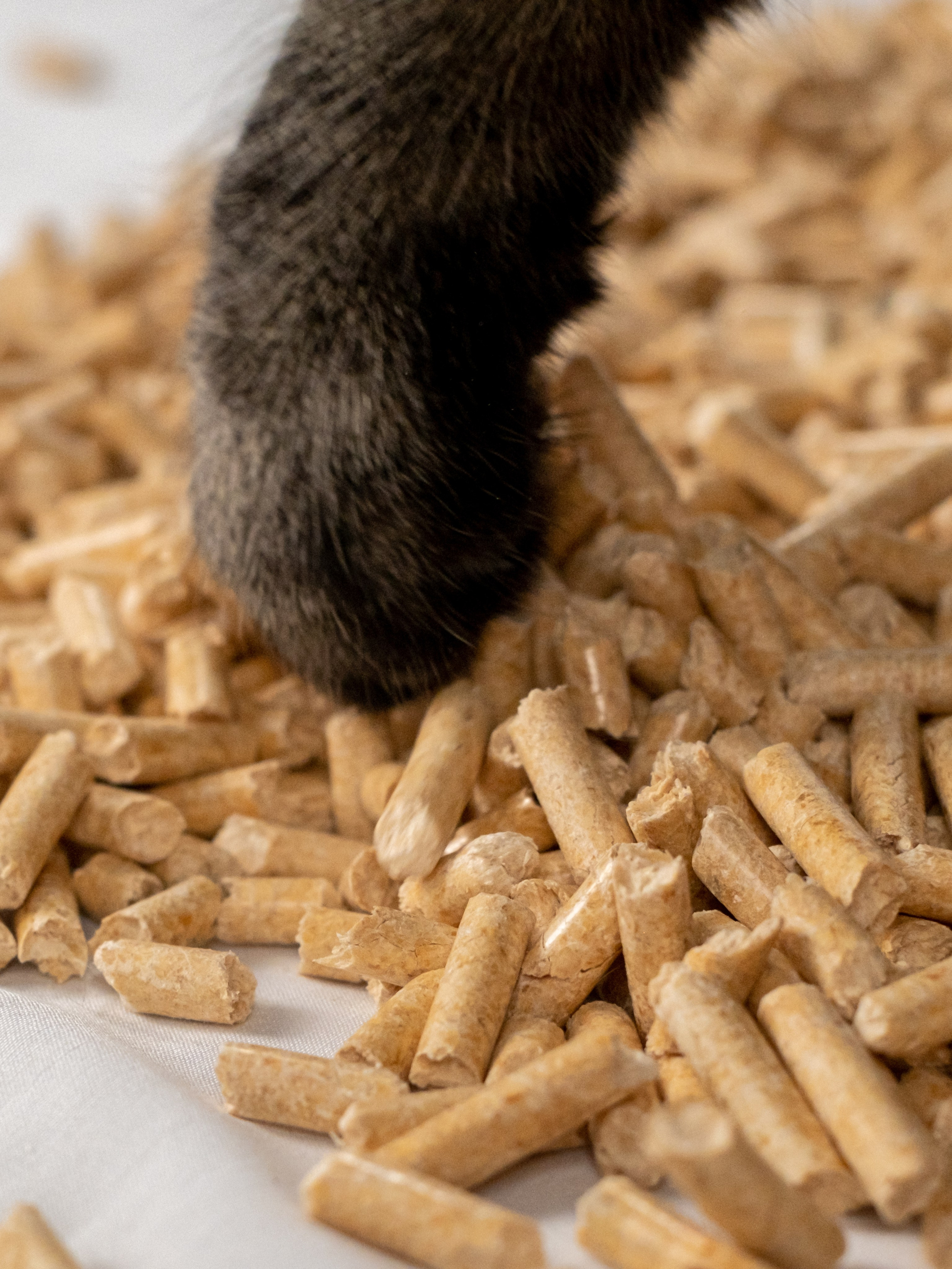 Древесный наполнитель для кошек, для Анастасии!. Зоофотограф, фотограф животных в Москве и области Дина Дамоцева