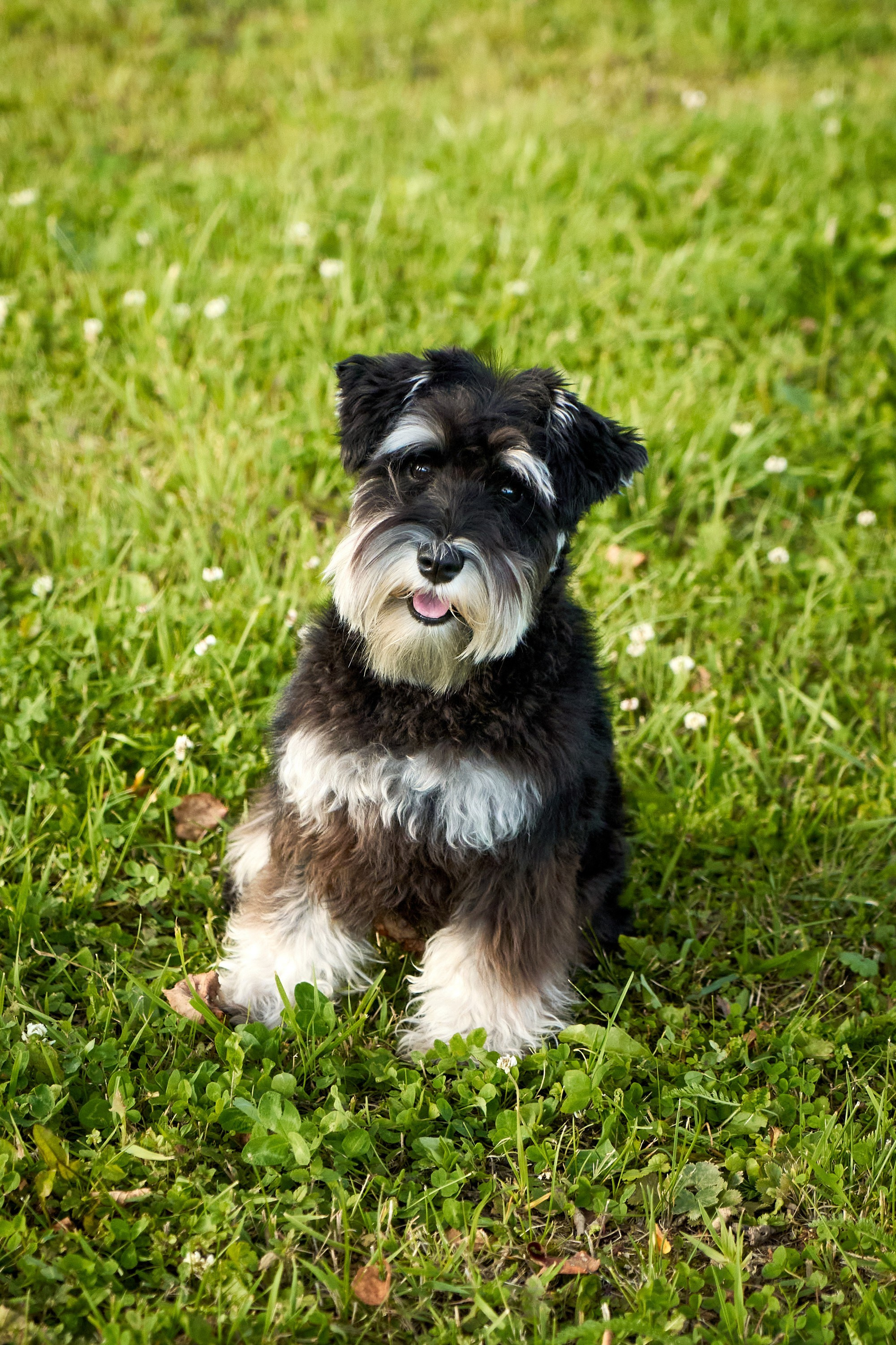Съемка собак. Фотограф в Екатеринбурге Анастасия Фе
