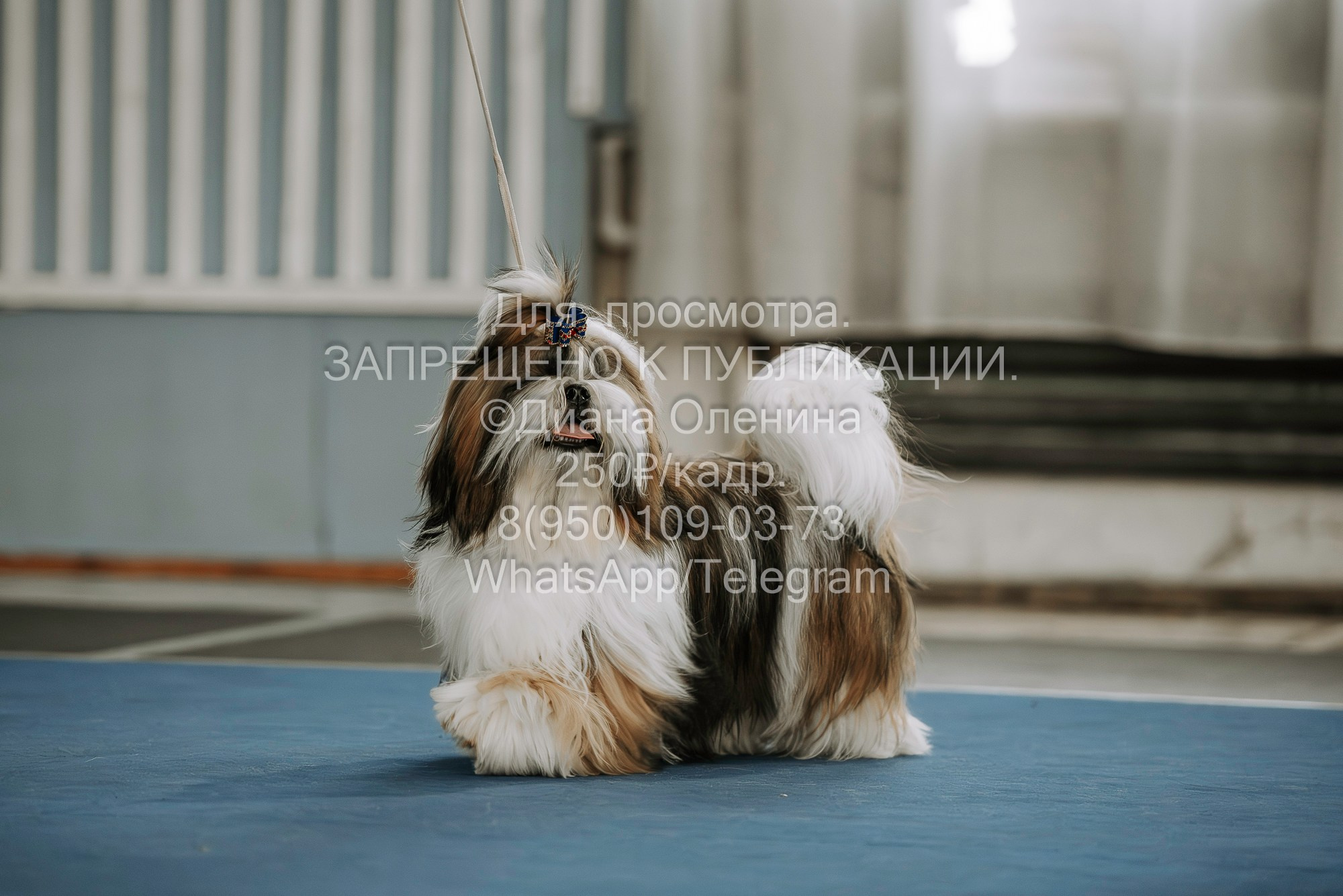 Выставка собак Красноярск 29.10.2023. Фотограф Диана Оленина Красноярск / Братск