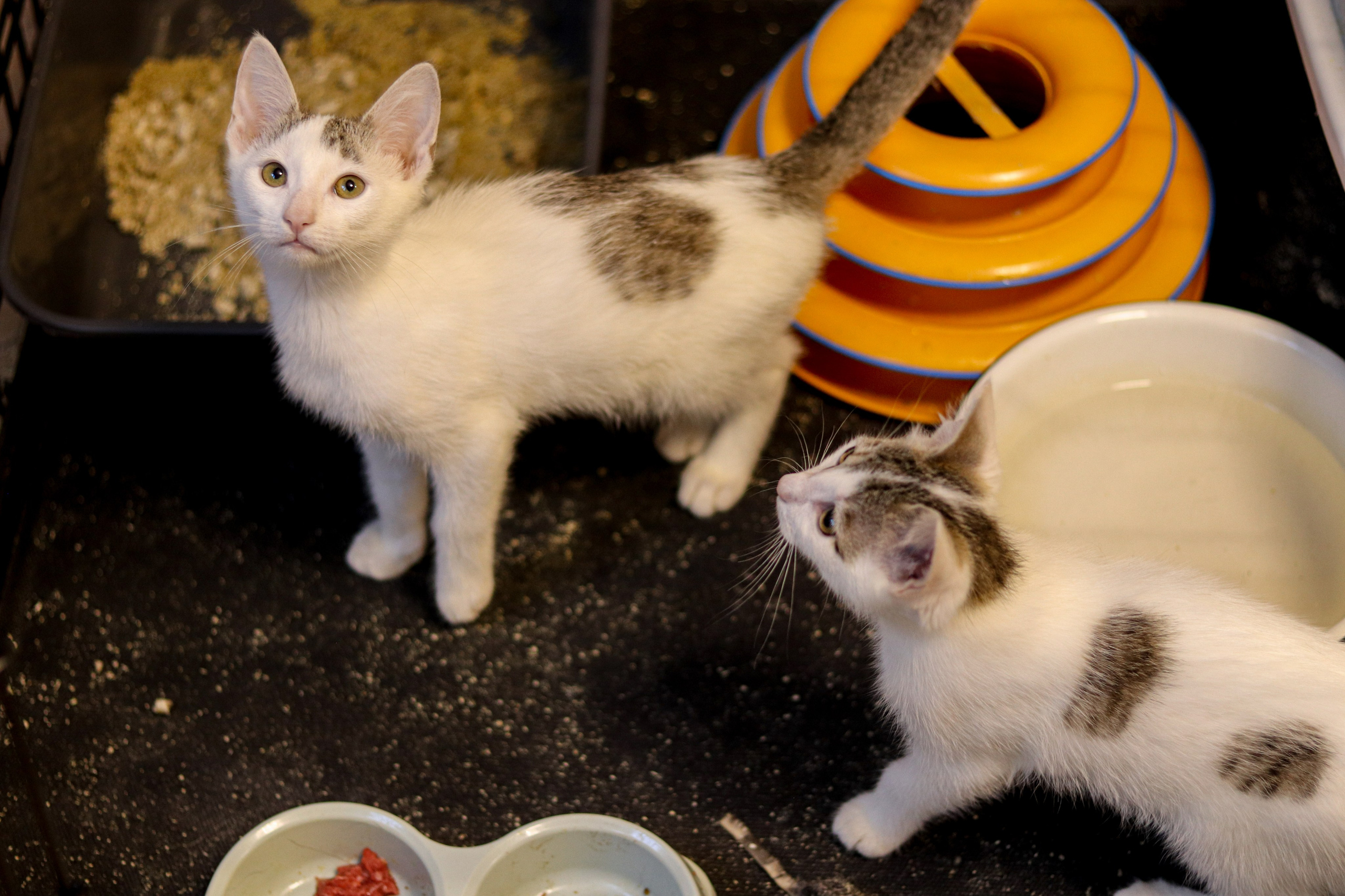 Петербургский дом кота (27 июня 2024). Ивентный фотограф в Санкт-Петербурге Олег Комков