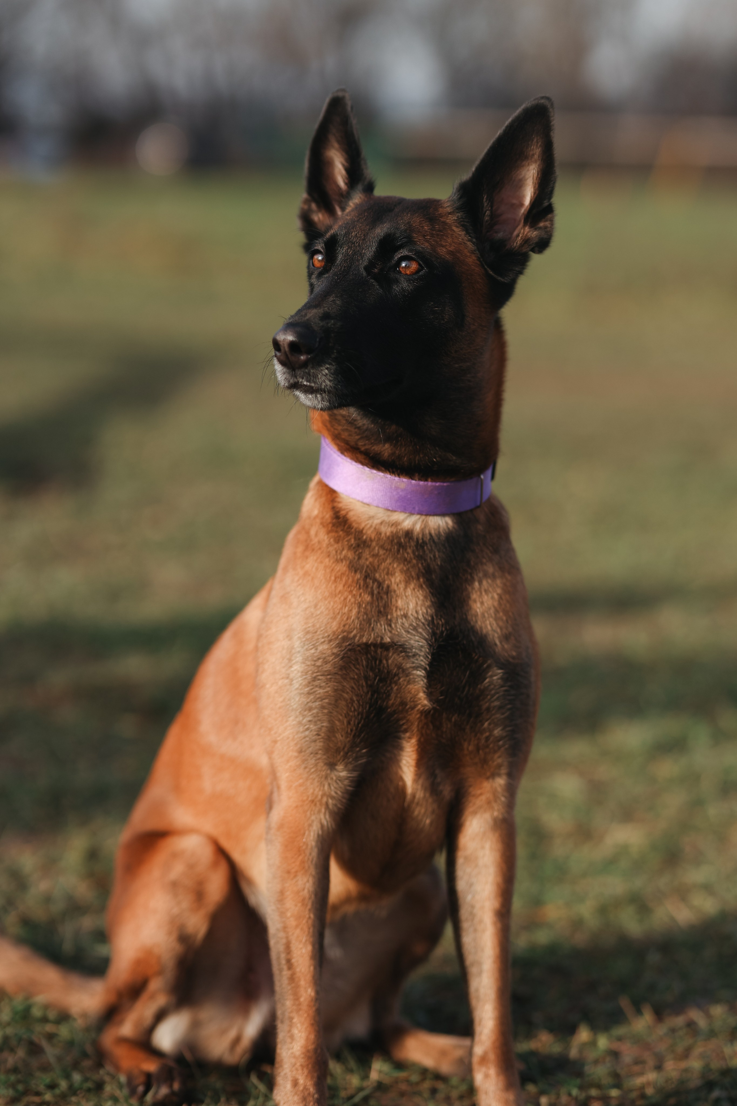 Соревнования BH. Фотограф-анималист в Москве Кириллова Татьяна