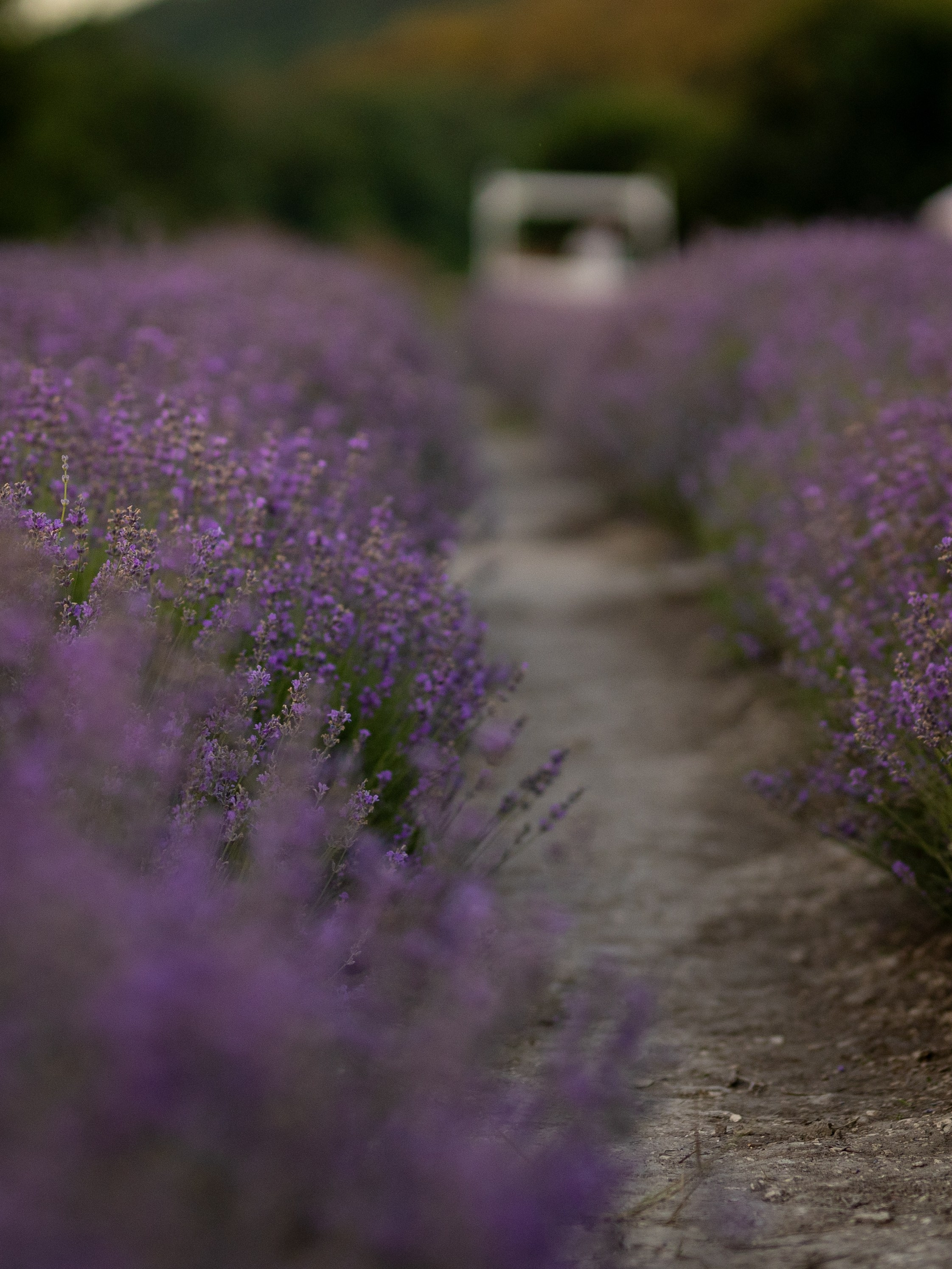 Юля. Фотограф-анималист в Москве Кириллова Татьяна
