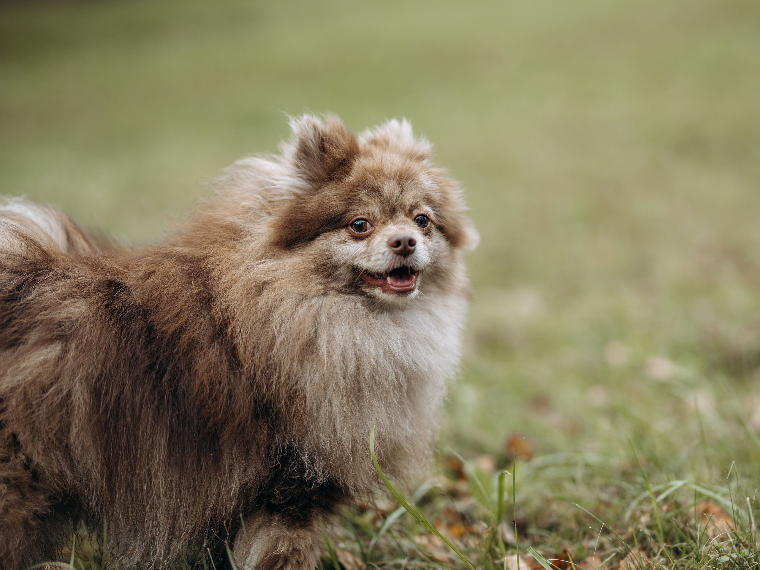 Скай, Марти и Катя. Фотограф-анималист в Москве Кириллова Татьяна