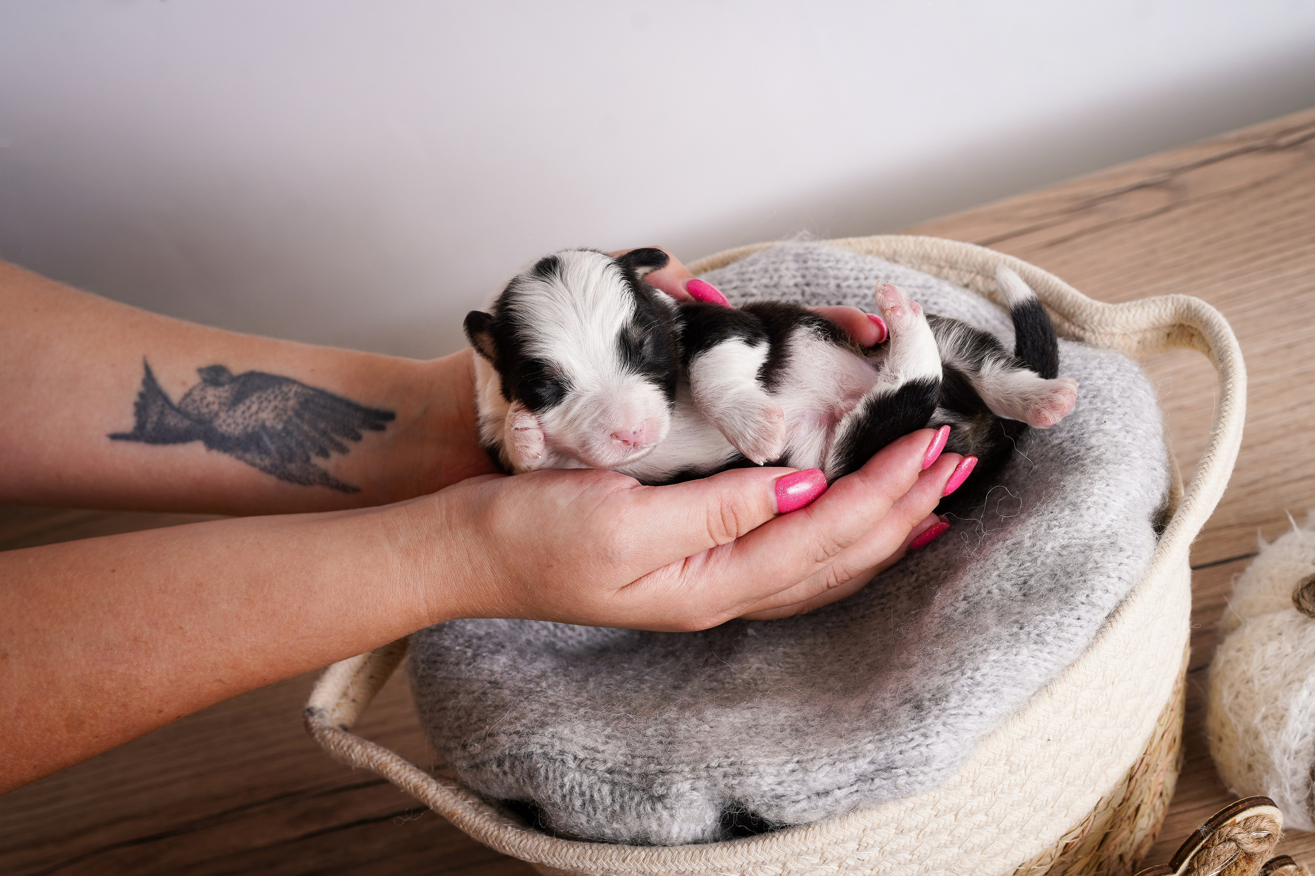 Щенки аусси. Фотограф-анималист в Санкт-Петербурге Яна Мартынова
