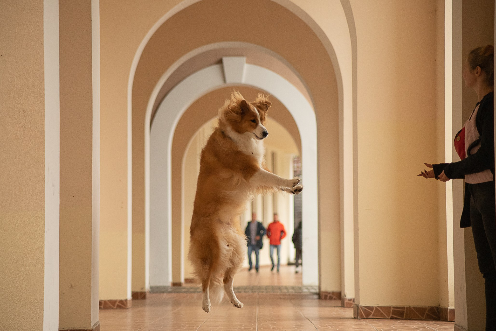 Терри, метис. Ирина Голомб|Фотограф-анималист в  Сочи и Калининграде