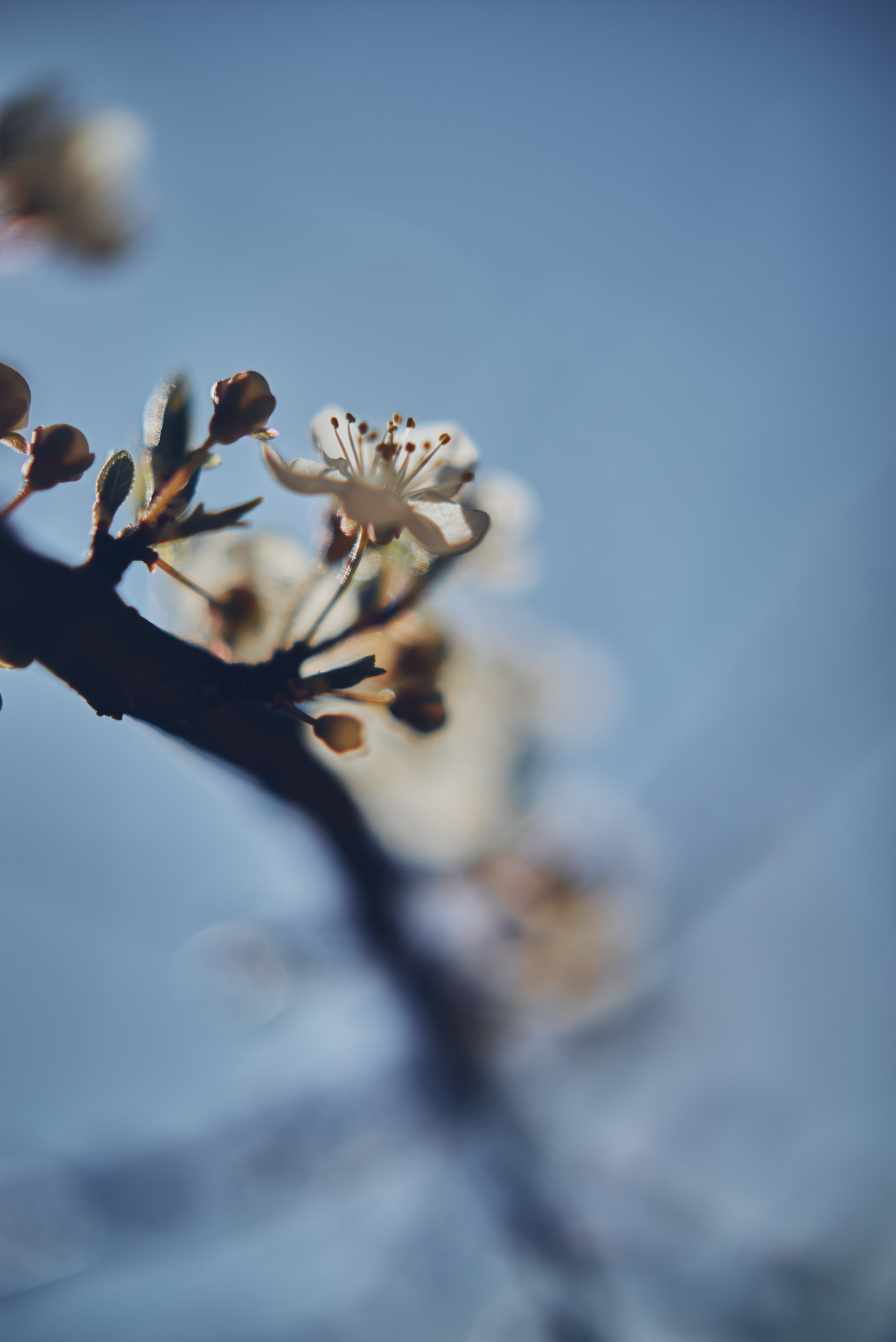 Sakura time