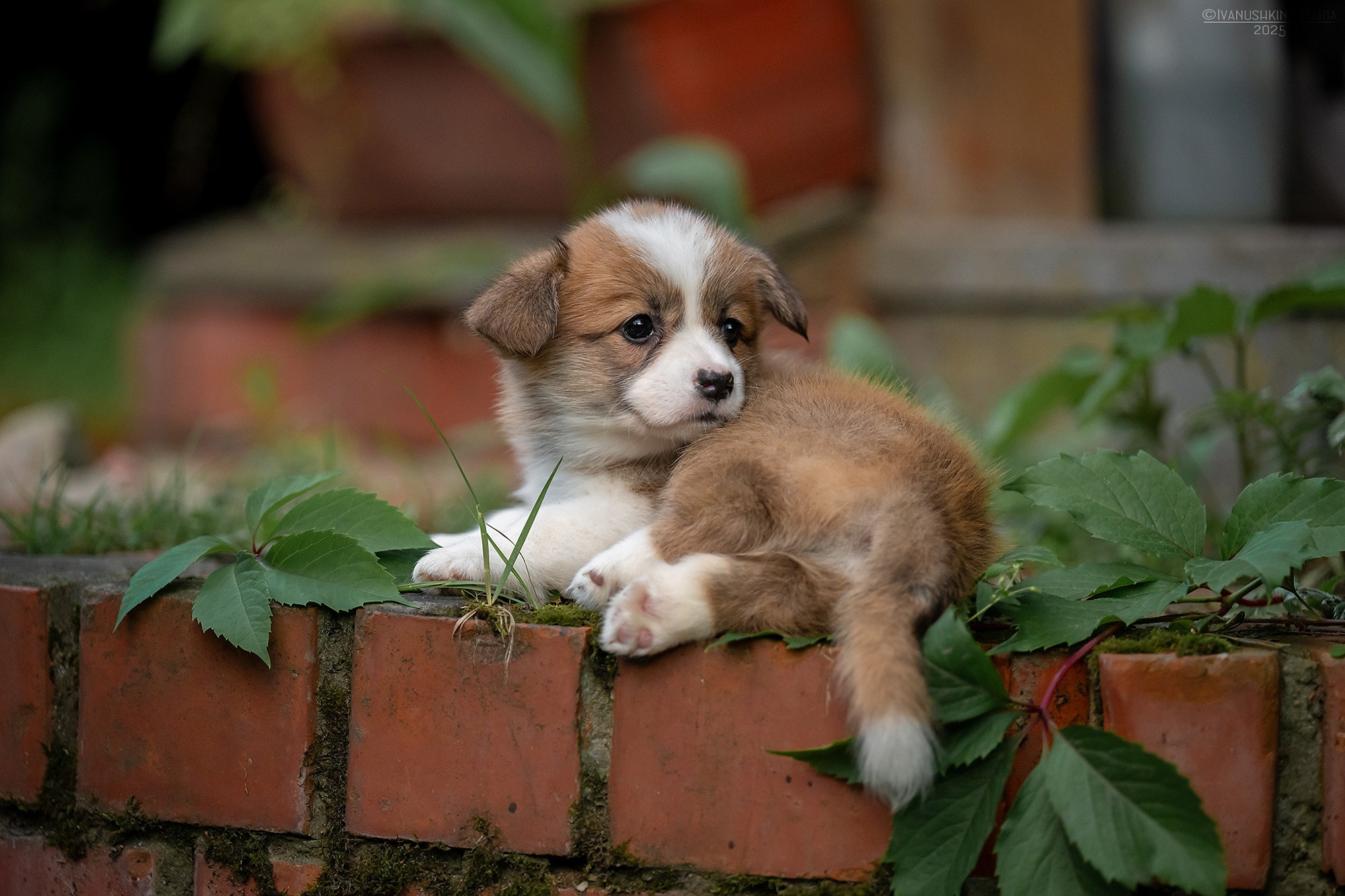 Фотосессия щенков на продажу. Фотограф собак в Москве и Московской области Иванушкина Мария