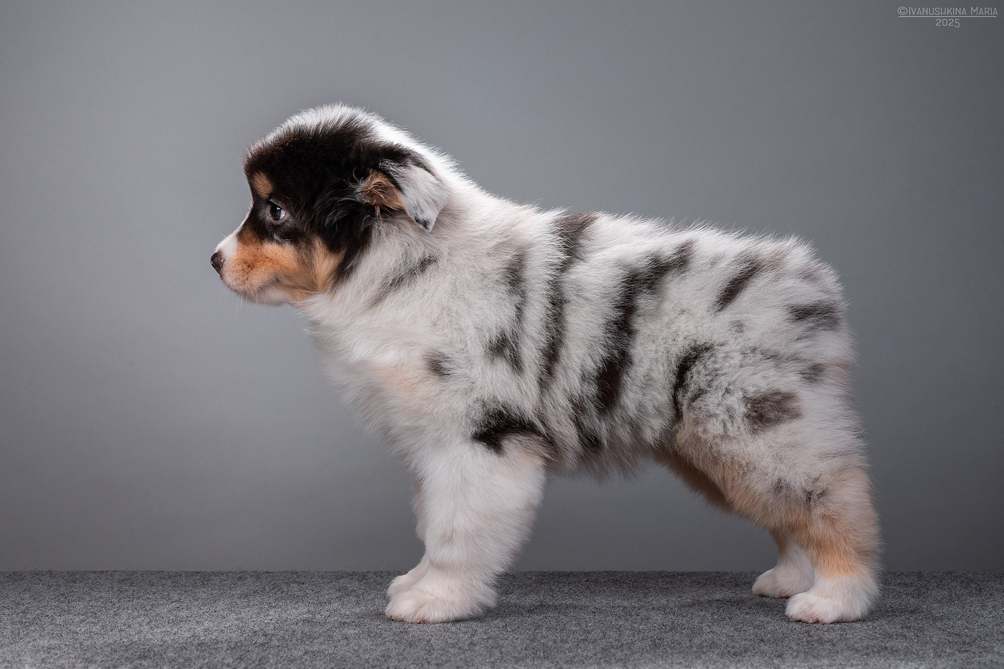 Экстерьерная фотосессия собаки. Фотограф собак в Москве и Московской области Иванушкина Мария