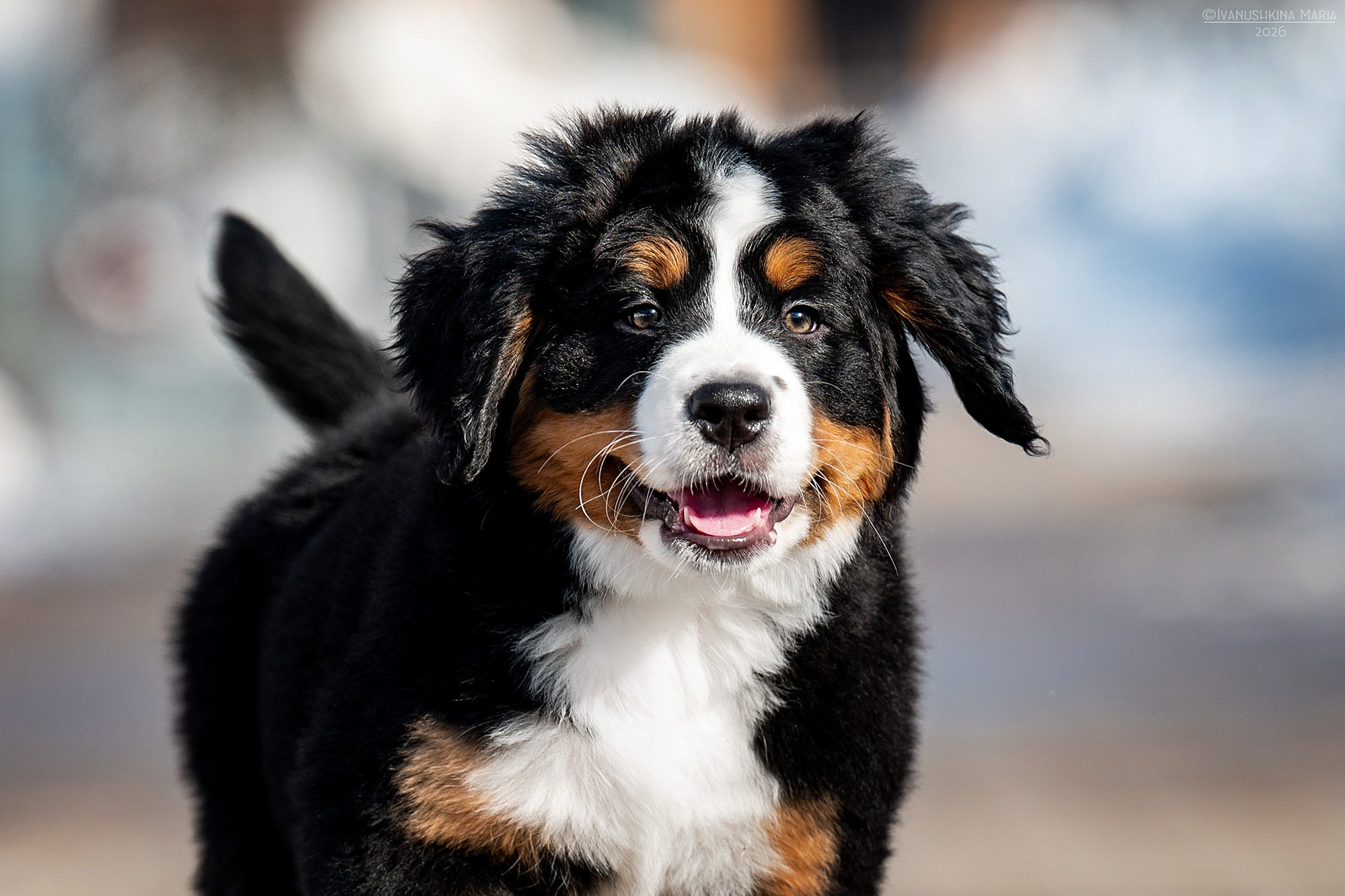 Фотосессия щенков на продажу. Фотограф собак в Москве и Московской области Иванушкина Мария