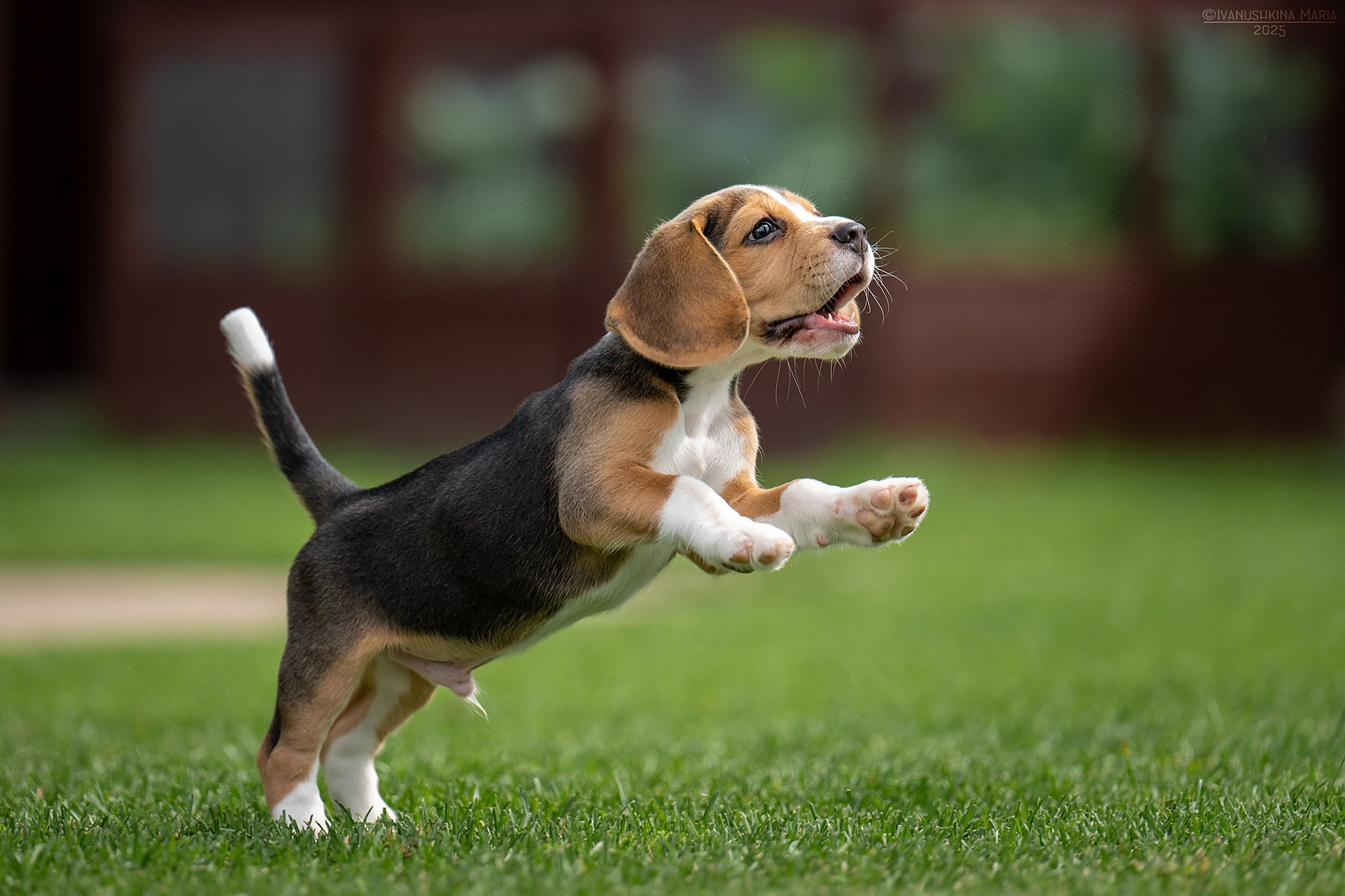 Фотосессия щенков на продажу. Фотограф собак в Москве и Московской области Иванушкина Мария