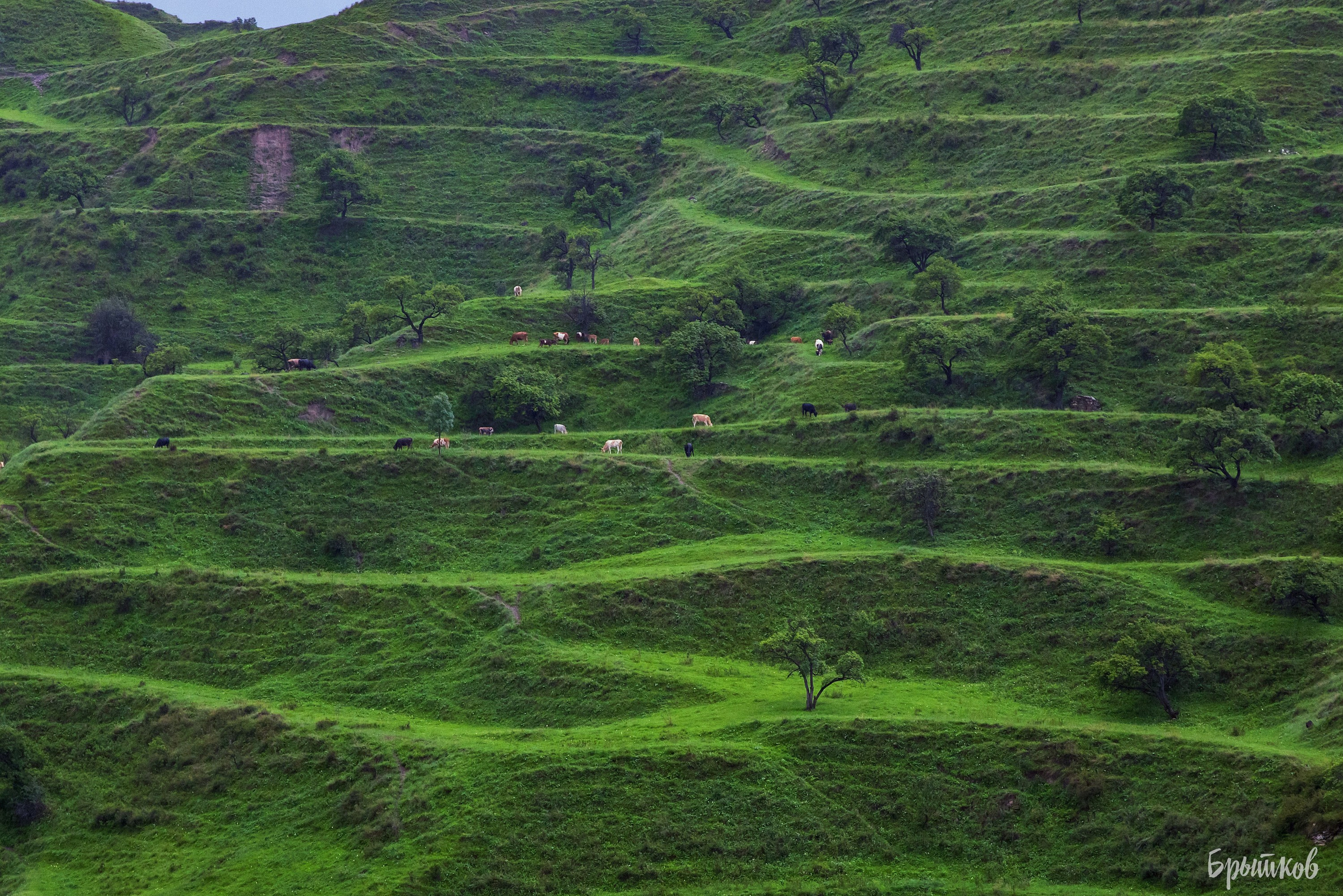 Чох. Николай Брытков — фотограф в Туле