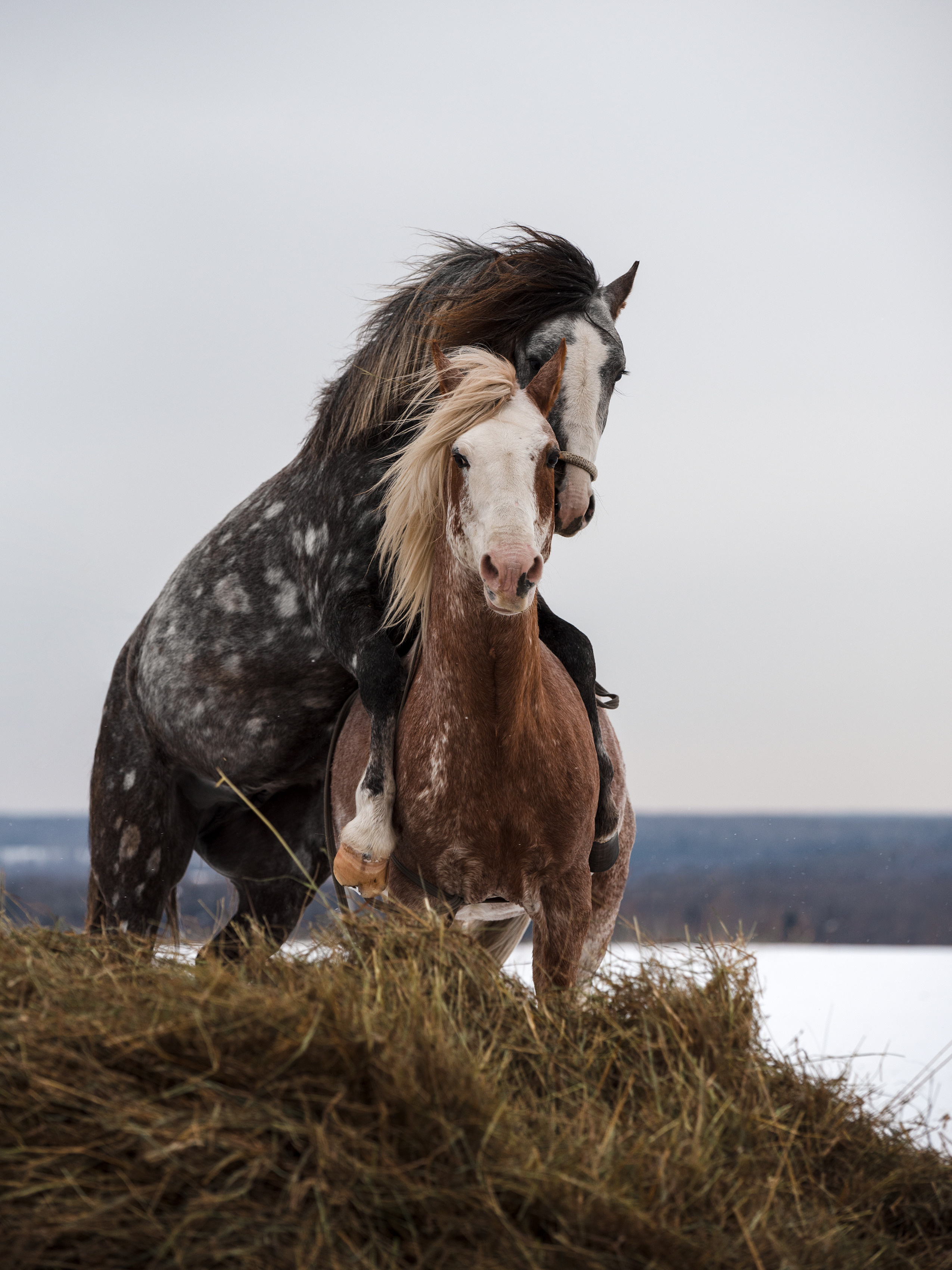Портрет лошади, лошадь, конь, фото лошади, фотография лошади, конный фотограф, съемка лошадей, фотограф лошадей, конная фотография, конный фотограф, конный фотограф в спб, профессиональный фотограф спб, фотограф спб, ахалтекинец, рысак, спортивная лошадь, конный клуб, фотосессия с лошадьми, тракененская лошадь, тяжеловоз, мезенская лошадь, мезенка, мезенская порода лошадей, алтайская лошадь, лошадь в пятнах, аборигенная порода, вороная лошадь, рыжая лошадь