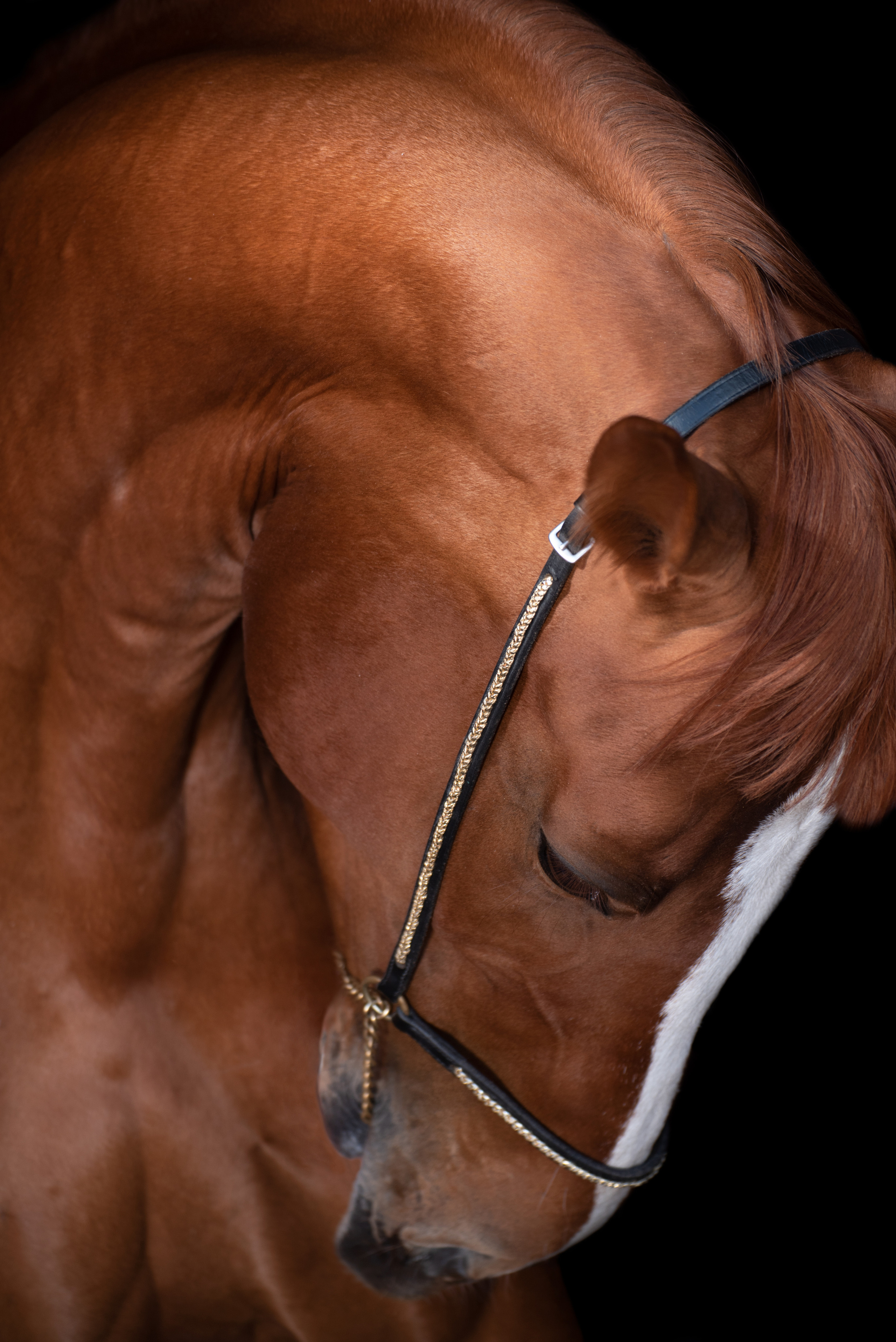 Портрет лошади, лошадь, конь, фото лошади, фотография лошади, конный фотограф, съемка лошадей, фотограф лошадей, конная фотография, конный фотограф, конный фотограф в спб, профессиональный фотограф спб, фотограф спб, ахалтекинец, рысак, спортивная лошадь, конный клуб, фотосессия с лошадьми, тракененская лошадь, тяжеловоз, мезенская лошадь, мезенка, мезенская порода лошадей, алтайская лошадь, лошадь в пятнах, аборигенная порода, вороная лошадь, рыжая лошадь