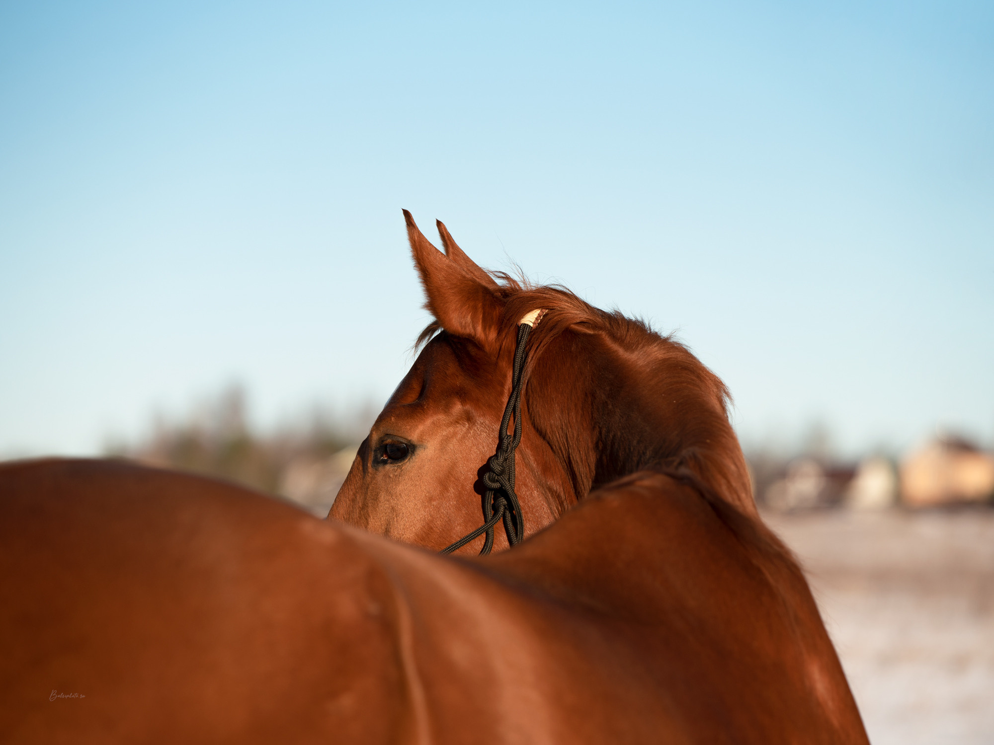 Портрет лошади, лошадь, конь, фото лошади, фотография лошади, конный фотограф, съемка лошадей, фотограф лошадей, конная фотография, конный фотограф, конный фотограф в спб, профессиональный фотограф спб, фотограф спб, ахалтекинец, рысак, спортивная лошадь, конный клуб, фотосессия с лошадьми, тракененская лошадь, тяжеловоз, мезенская лошадь, мезенка, мезенская порода лошадей, алтайская лошадь, лошадь в пятнах, аборигенная порода, вороная лошадь, рыжая лошадь