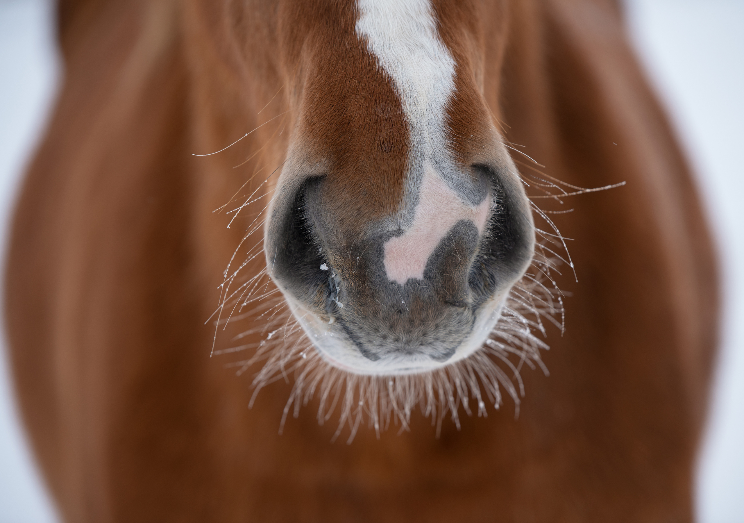 Портрет лошади, лошадь, конь, фото лошади, фотография лошади, конный фотограф, съемка лошадей, фотограф лошадей, конная фотография, конный фотограф, конный фотограф в спб, профессиональный фотограф спб, фотограф спб, ахалтекинец, рысак, спортивная лошадь, конный клуб, фотосессия с лошадьми, тракененская лошадь, тяжеловоз, мезенская лошадь, мезенка, мезенская порода лошадей, алтайская лошадь, лошадь в пятнах, аборигенная порода, вороная лошадь, рыжая лошадь