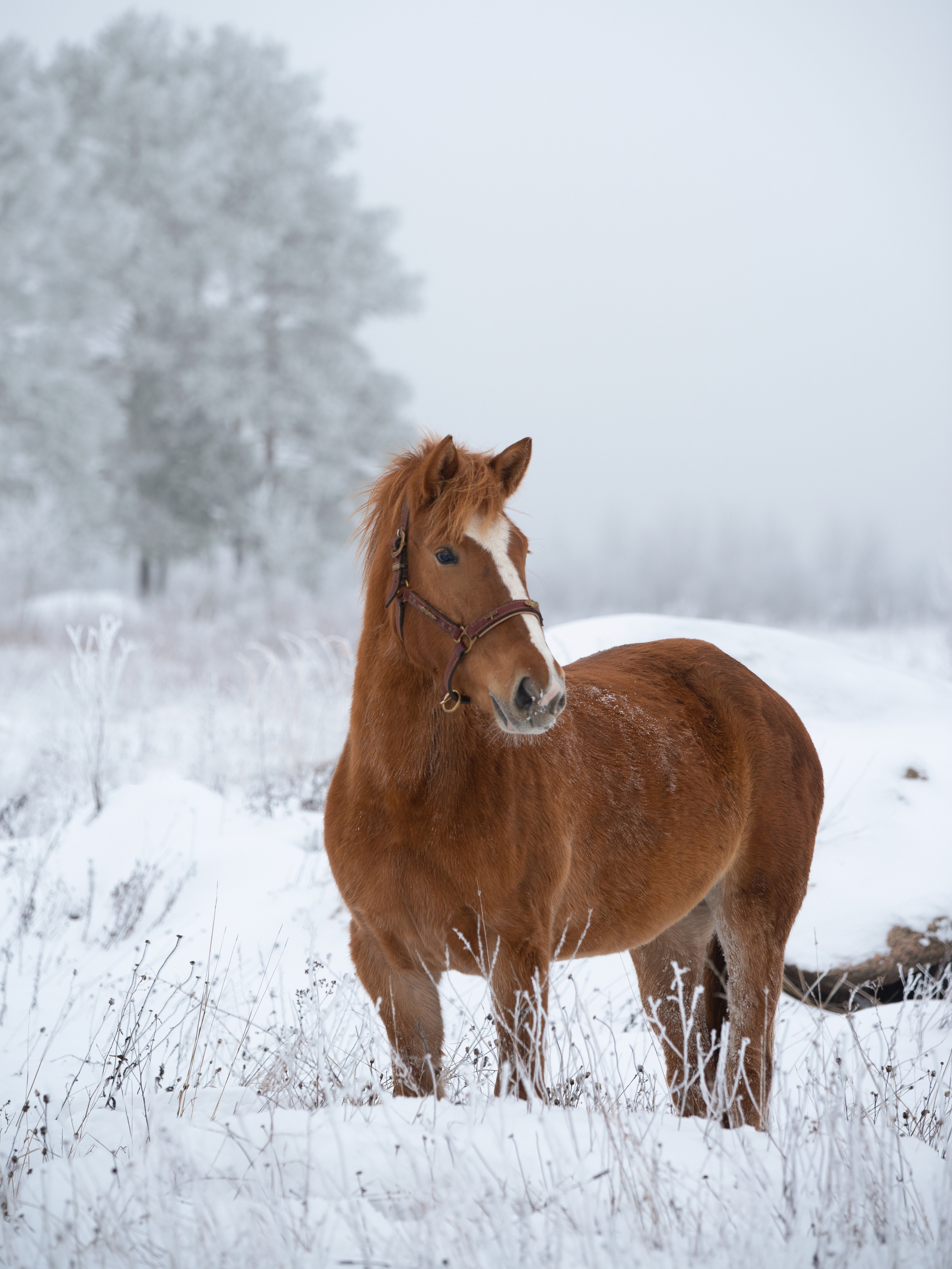 Портрет лошади, лошадь, конь, фото лошади, фотография лошади, конный фотограф, съемка лошадей, фотограф лошадей, конная фотография, конный фотограф, конный фотограф в спб, профессиональный фотограф спб, фотограф спб, ахалтекинец, рысак, спортивная лошадь, конный клуб, фотосессия с лошадьми, тракененская лошадь, тяжеловоз, мезенская лошадь, мезенка, мезенская порода лошадей, алтайская лошадь, лошадь в пятнах, аборигенная порода, вороная лошадь, рыжая лошадь