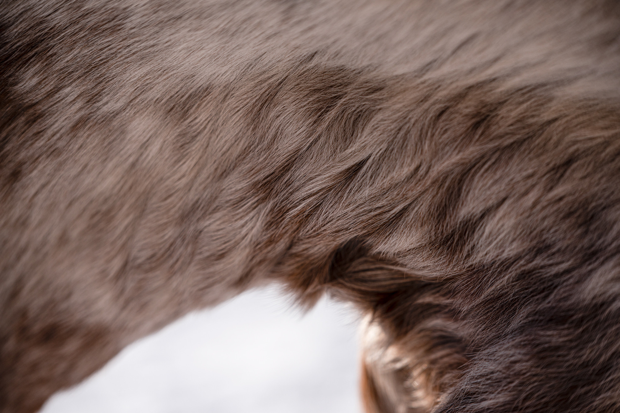 Портрет лошади, лошадь, конь, фото лошади, фотография лошади, конный фотограф, съемка лошадей, фотограф лошадей, конная фотография, конный фотограф, конный фотограф в спб, профессиональный фотограф спб, фотограф спб, ахалтекинец, рысак, спортивная лошадь, конный клуб, фотосессия с лошадьми, тракененская лошадь, тяжеловоз, мезенская лошадь, мезенка, мезенская порода лошадей, алтайская лошадь, лошадь в пятнах, аборигенная порода, вороная лошадь, рыжая лошадь