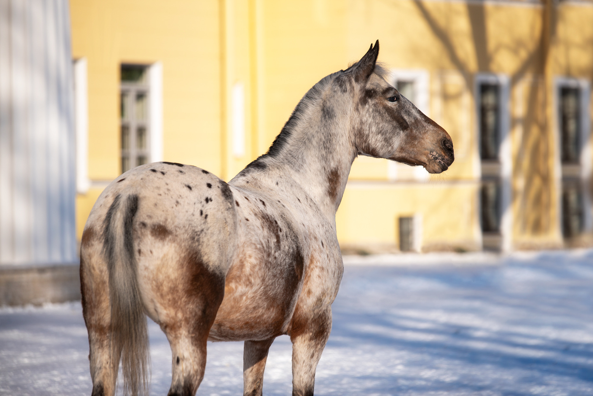 Портрет лошади, лошадь, конь, фото лошади, фотография лошади, конный фотограф, съемка лошадей, фотограф лошадей, конная фотография, конный фотограф, конный фотограф в спб, профессиональный фотограф спб, фотограф спб, ахалтекинец, рысак, спортивная лошадь, конный клуб, фотосессия с лошадьми, тракененская лошадь, тяжеловоз, мезенская лошадь, мезенка, мезенская порода лошадей, алтайская лошадь, лошадь в пятнах, аборигенная порода, вороная лошадь, рыжая лошадь