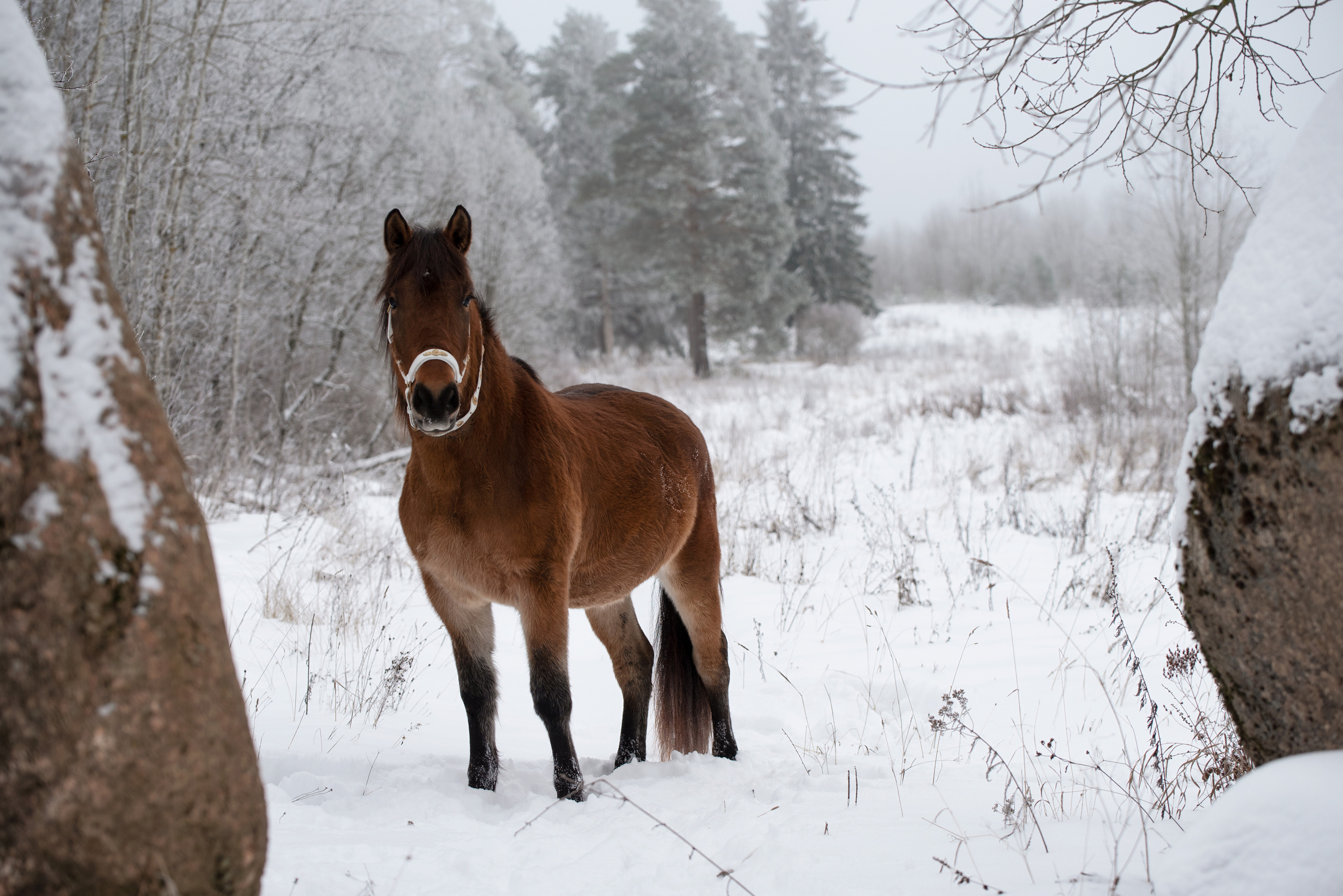 Портрет лошади, лошадь, конь, фото лошади, фотография лошади, конный фотограф, съемка лошадей, фотограф лошадей, конная фотография, конный фотограф, конный фотограф в спб, профессиональный фотограф спб, фотограф спб, ахалтекинец, рысак, спортивная лошадь, конный клуб, фотосессия с лошадьми, тракененская лошадь, тяжеловоз, мезенская лошадь, мезенка, мезенская порода лошадей, алтайская лошадь, лошадь в пятнах, аборигенная порода, вороная лошадь, рыжая лошадь