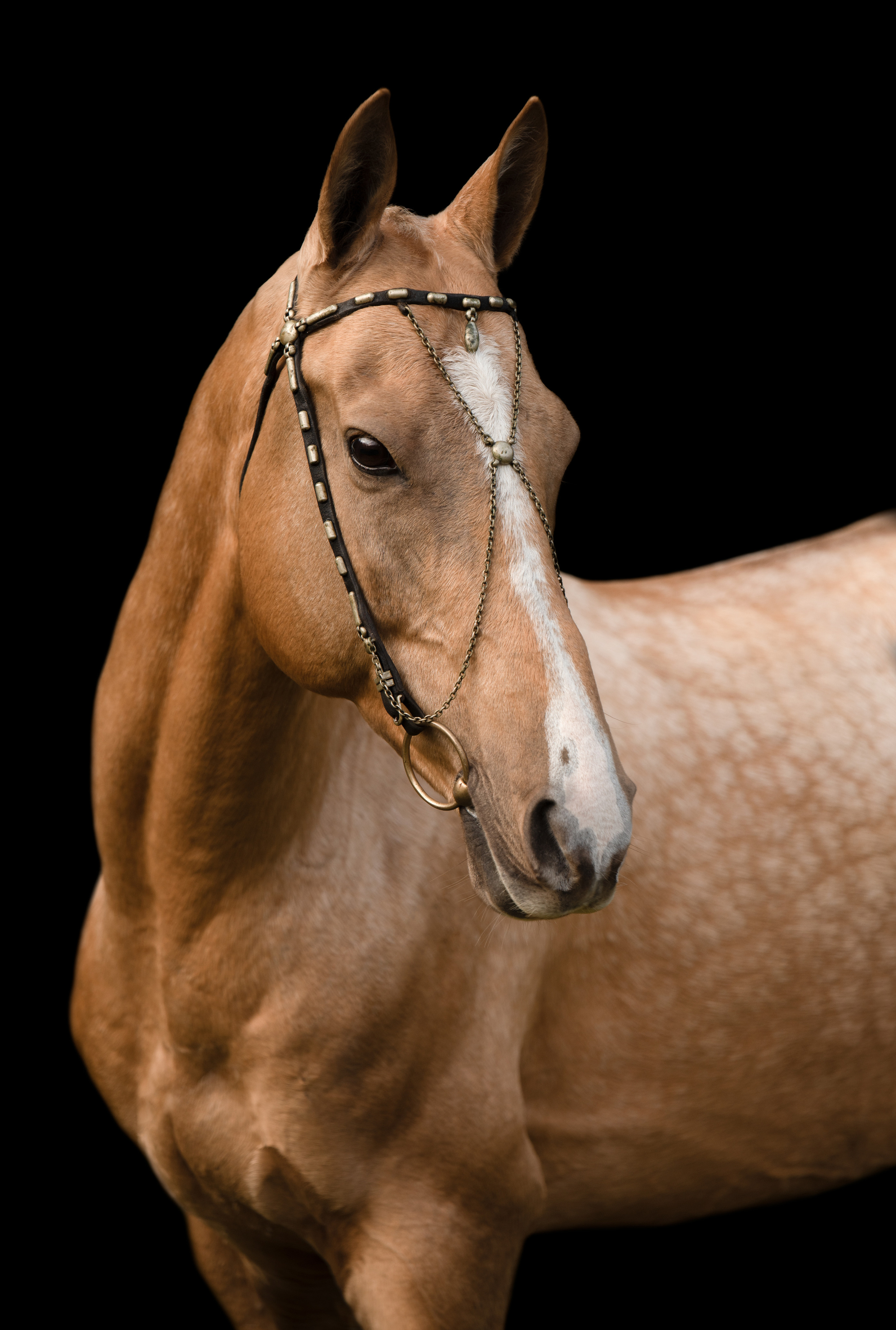 Портрет лошади, лошадь, конь, фото лошади, фотография лошади, конный фотограф, съемка лошадей, фотограф лошадей, конная фотография, конный фотограф, конный фотограф в спб, профессиональный фотограф спб, фотограф спб, ахалтекинец, рысак, спортивная лошадь, конный клуб, фотосессия с лошадьми, тракененская лошадь, тяжеловоз, мезенская лошадь, мезенка, мезенская порода лошадей, алтайская лошадь, лошадь в пятнах, аборигенная порода, вороная лошадь, рыжая лошадь