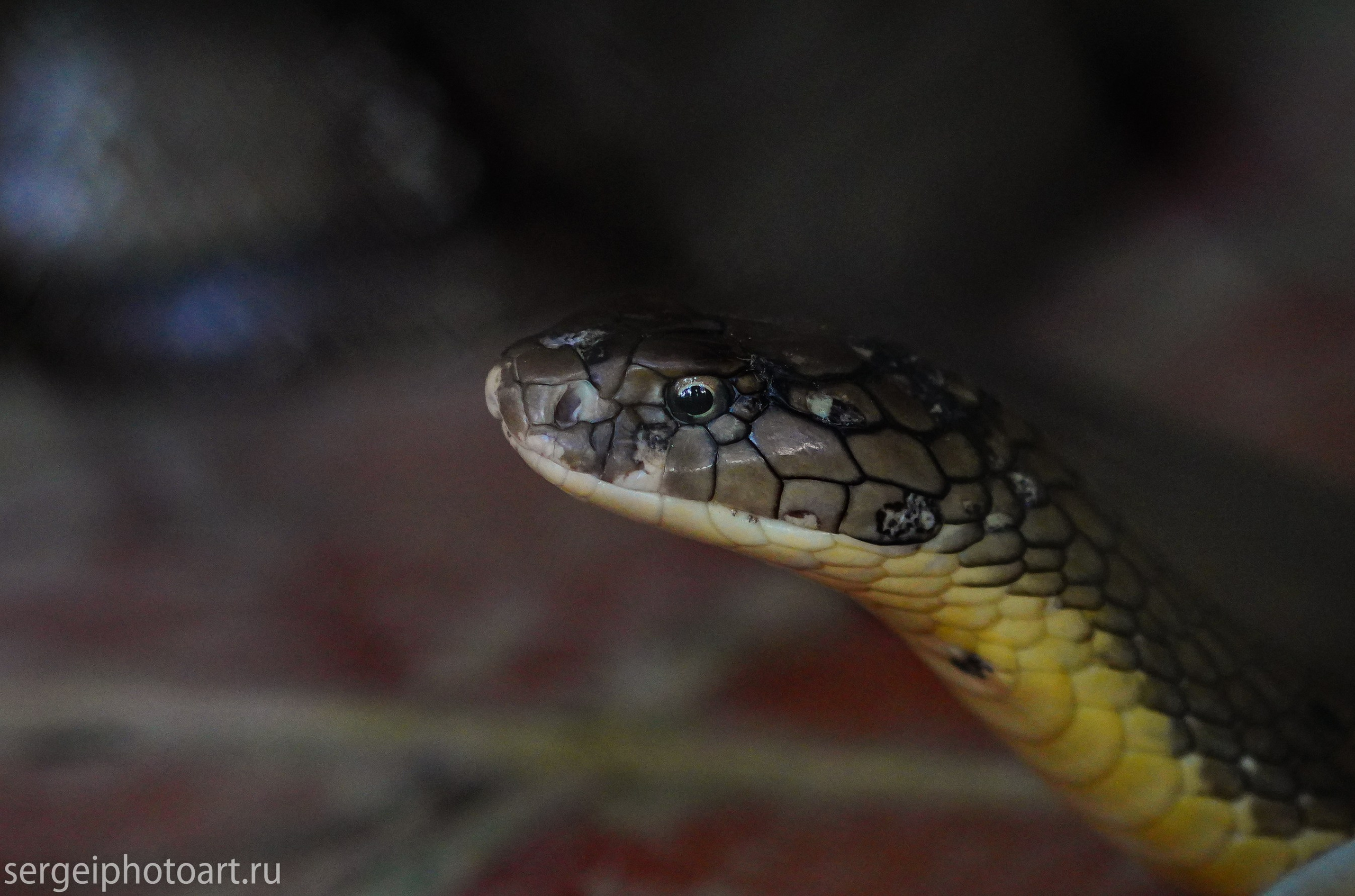 Остров Фукуок, Вьетнам. Фотограф Сергей Кишкель Дананг Нячанг Фукуок