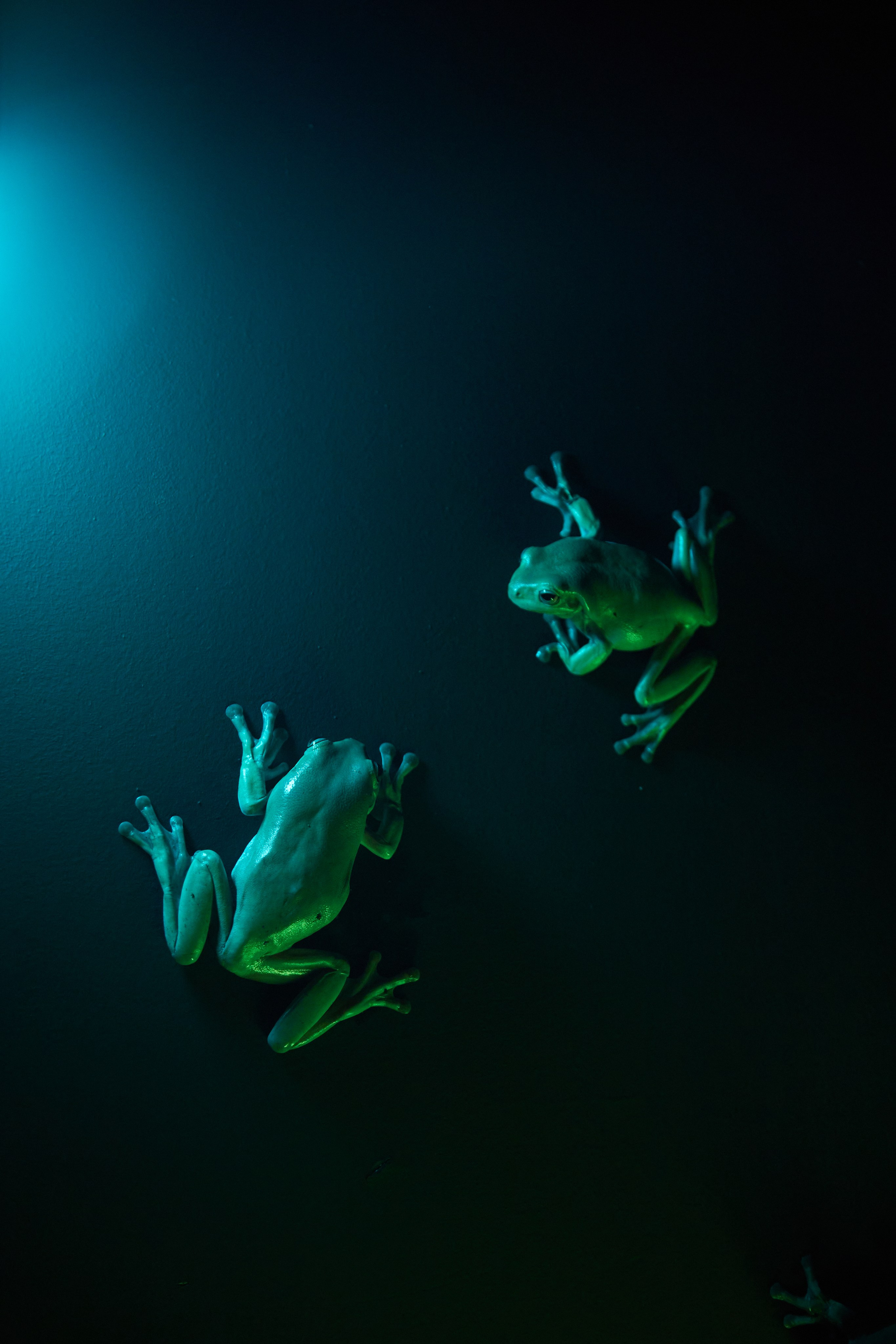 Фотосъёмка лягушек  