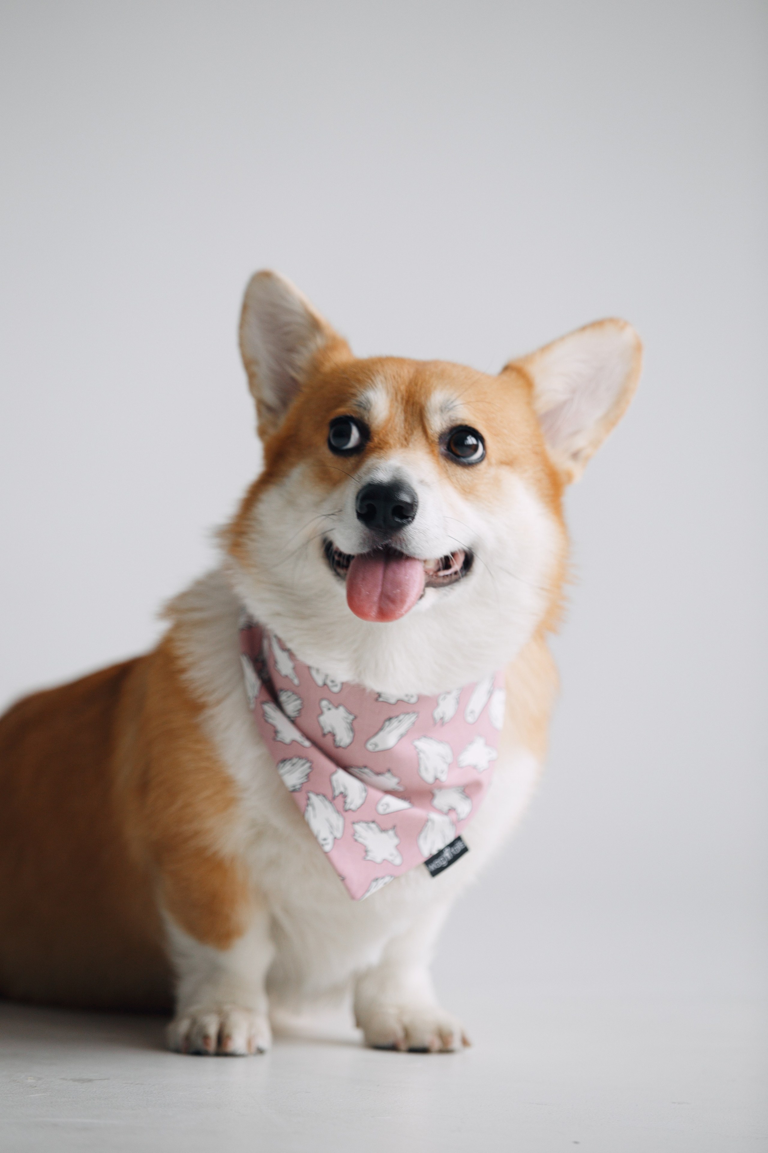 Wag'n'tails аксессуары для животных. Фотограф анималист Кристина Карпова, Москва