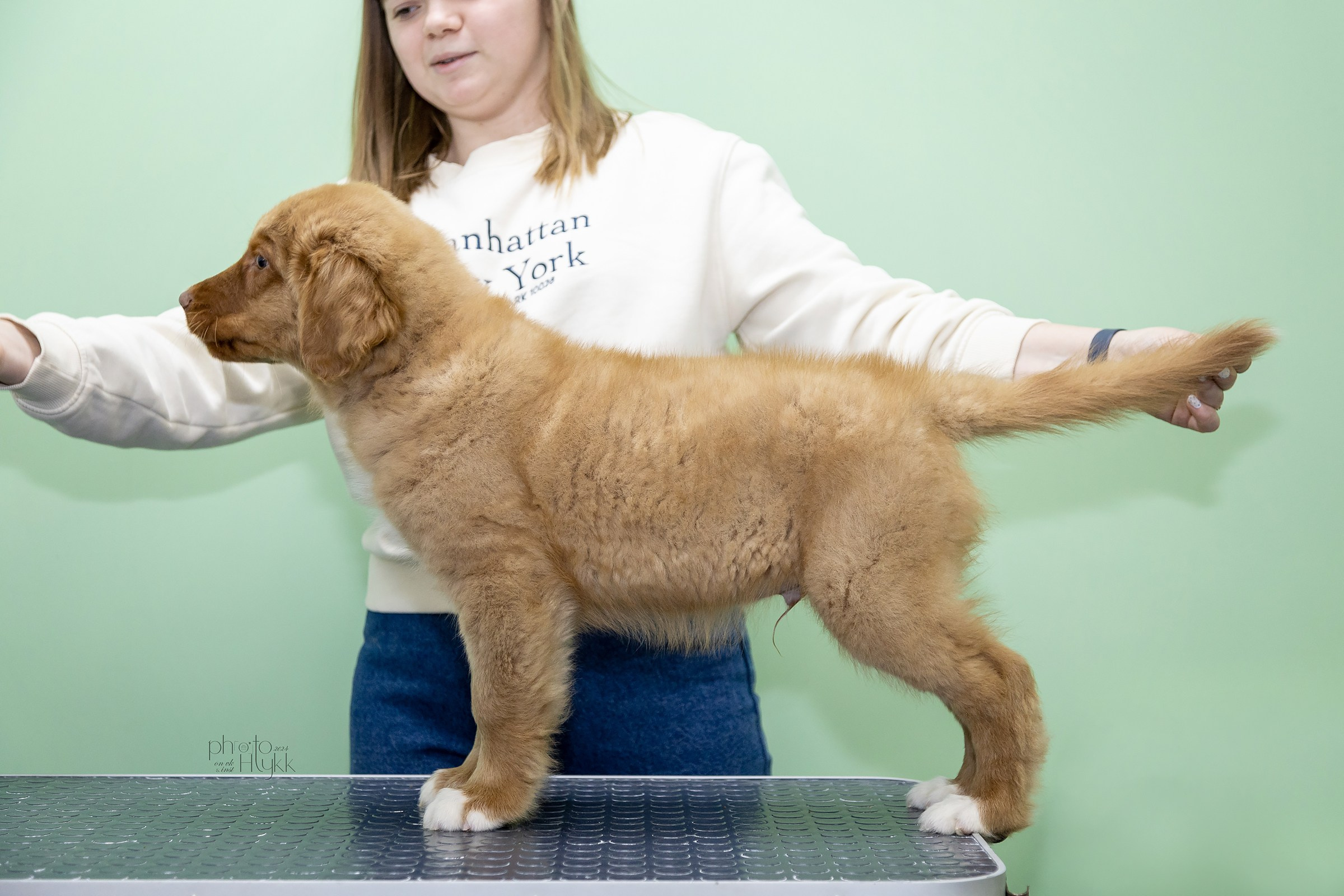 Щенки Толлера. Htykk_photo