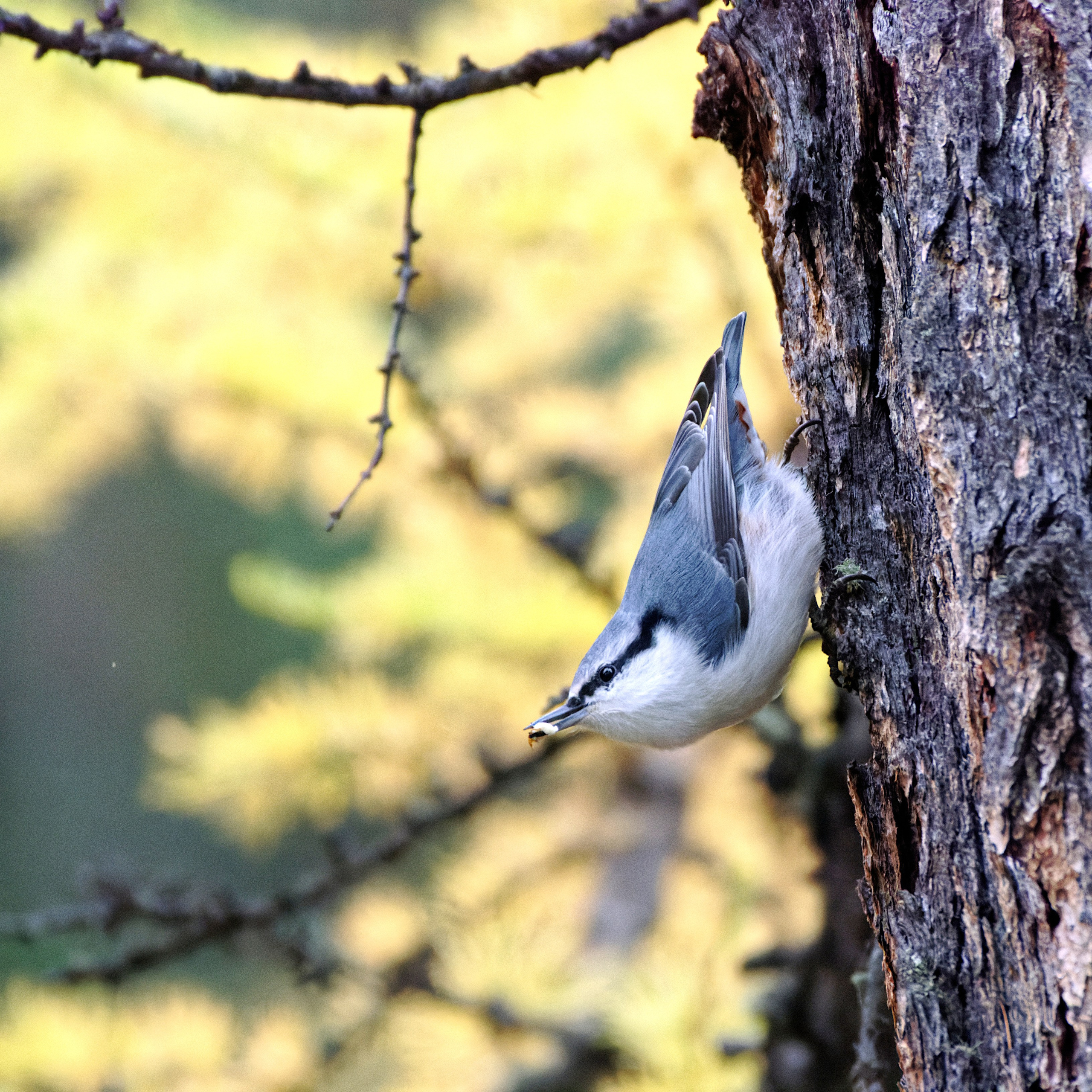 Перья. Семоха Валерий. Фотограф
