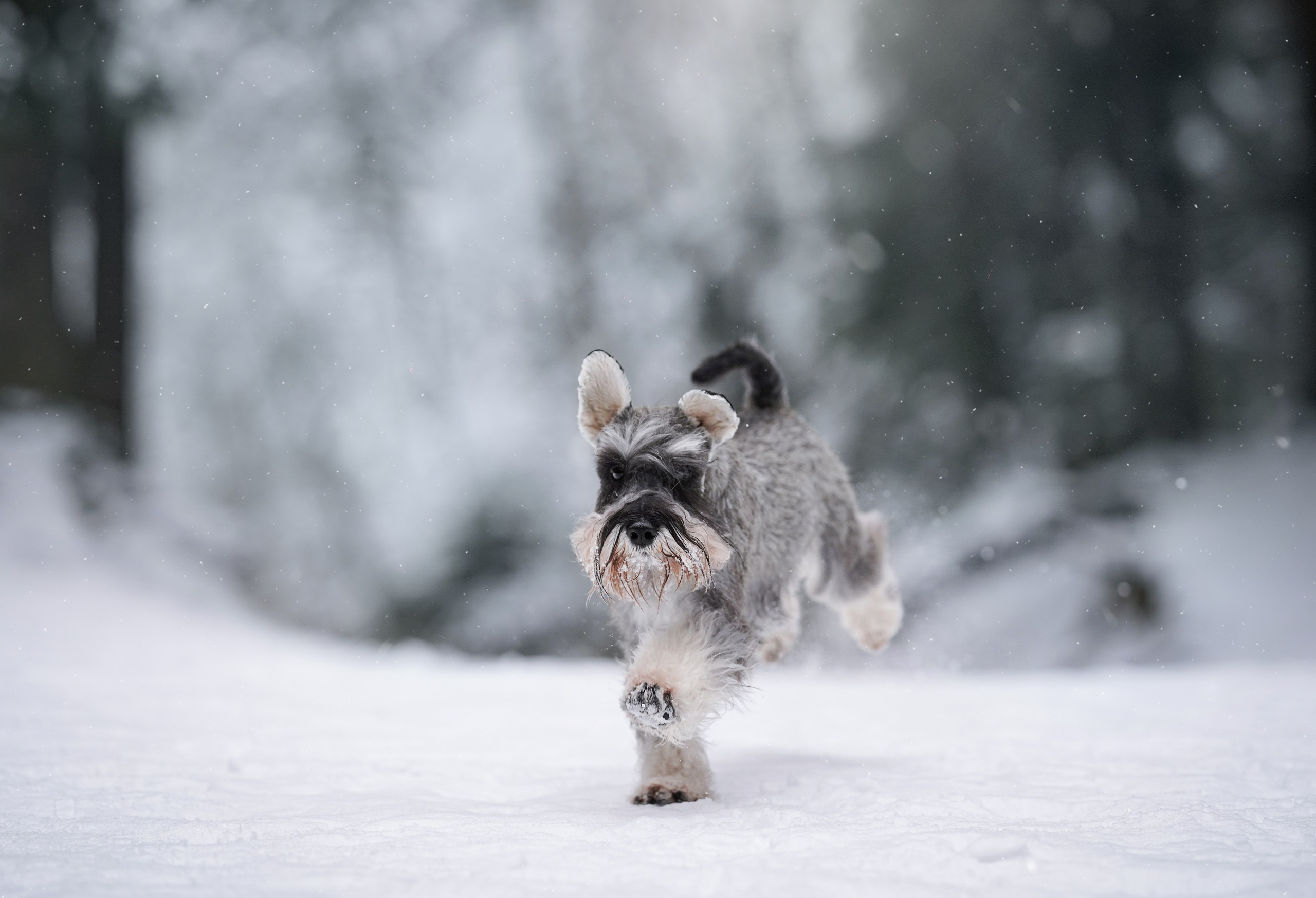 Бенчи и Арчи. Фотограф-анималист в Санкт-Петербурге Яна Мартынова