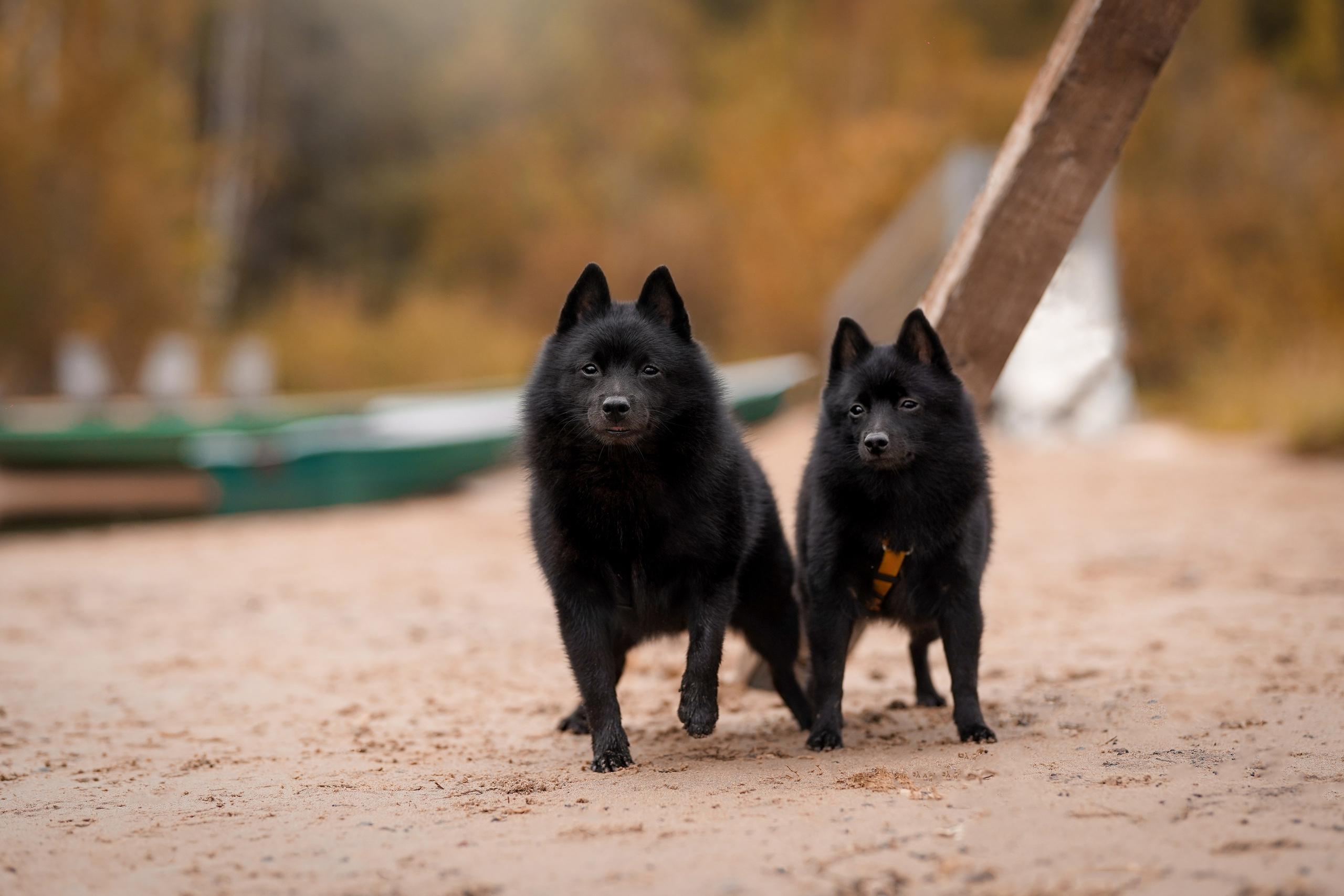 Аня Мишель Арчи и Майкл. Фотограф-анималист в Санкт-Петербурге Яна Мартынова