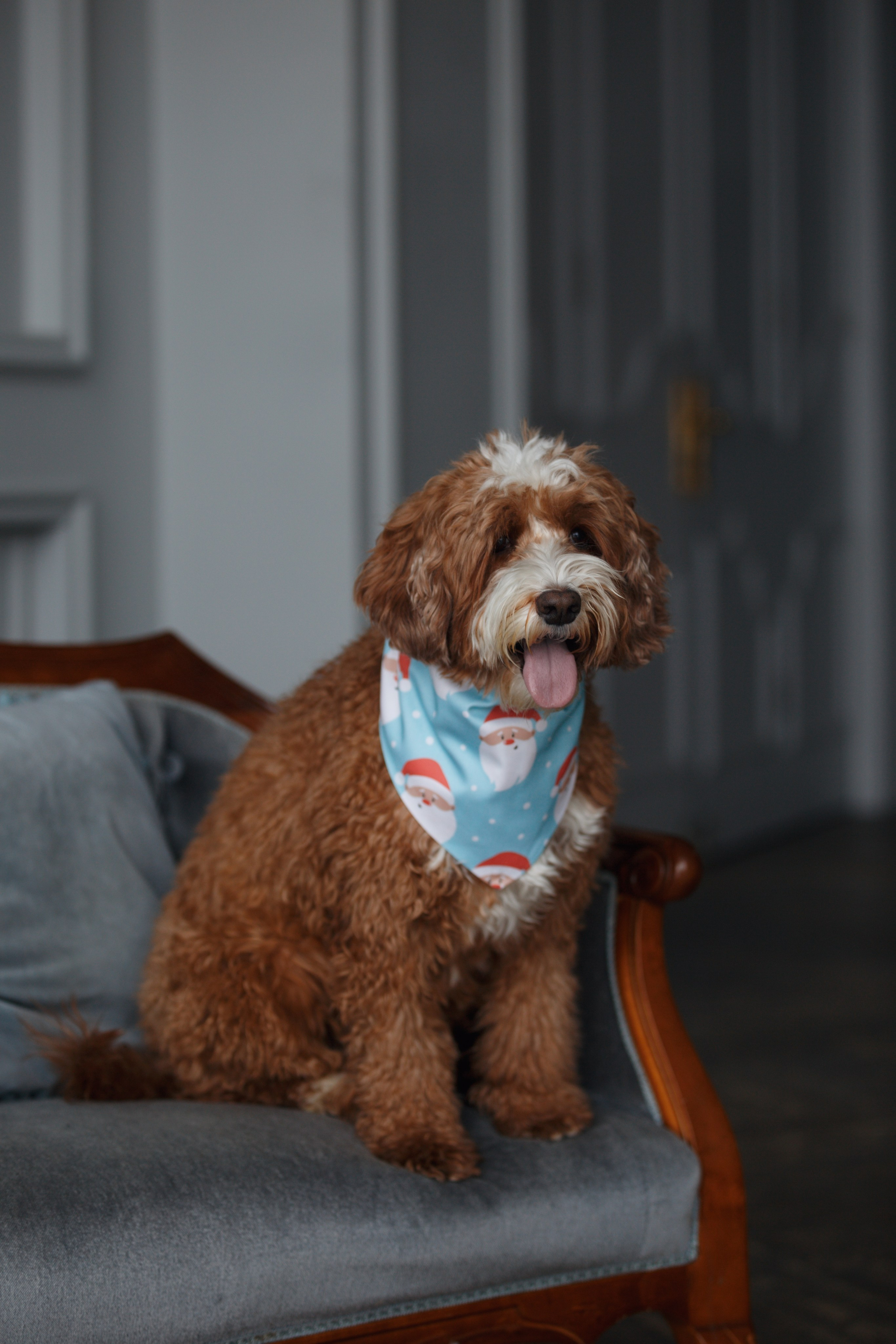 Bmbh лежанки и адресники. Фотограф анималист Кристина Карпова, Москва