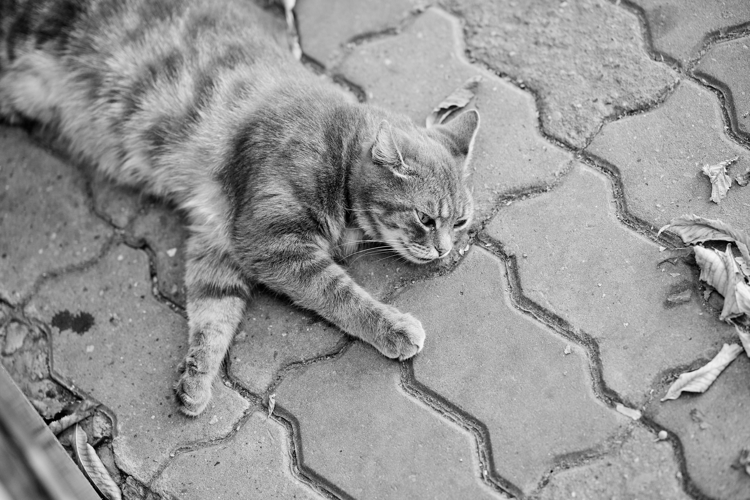 Квиз " Угадай мелодию». База «Родник». Фотограф Таганрог Анна Трайжон