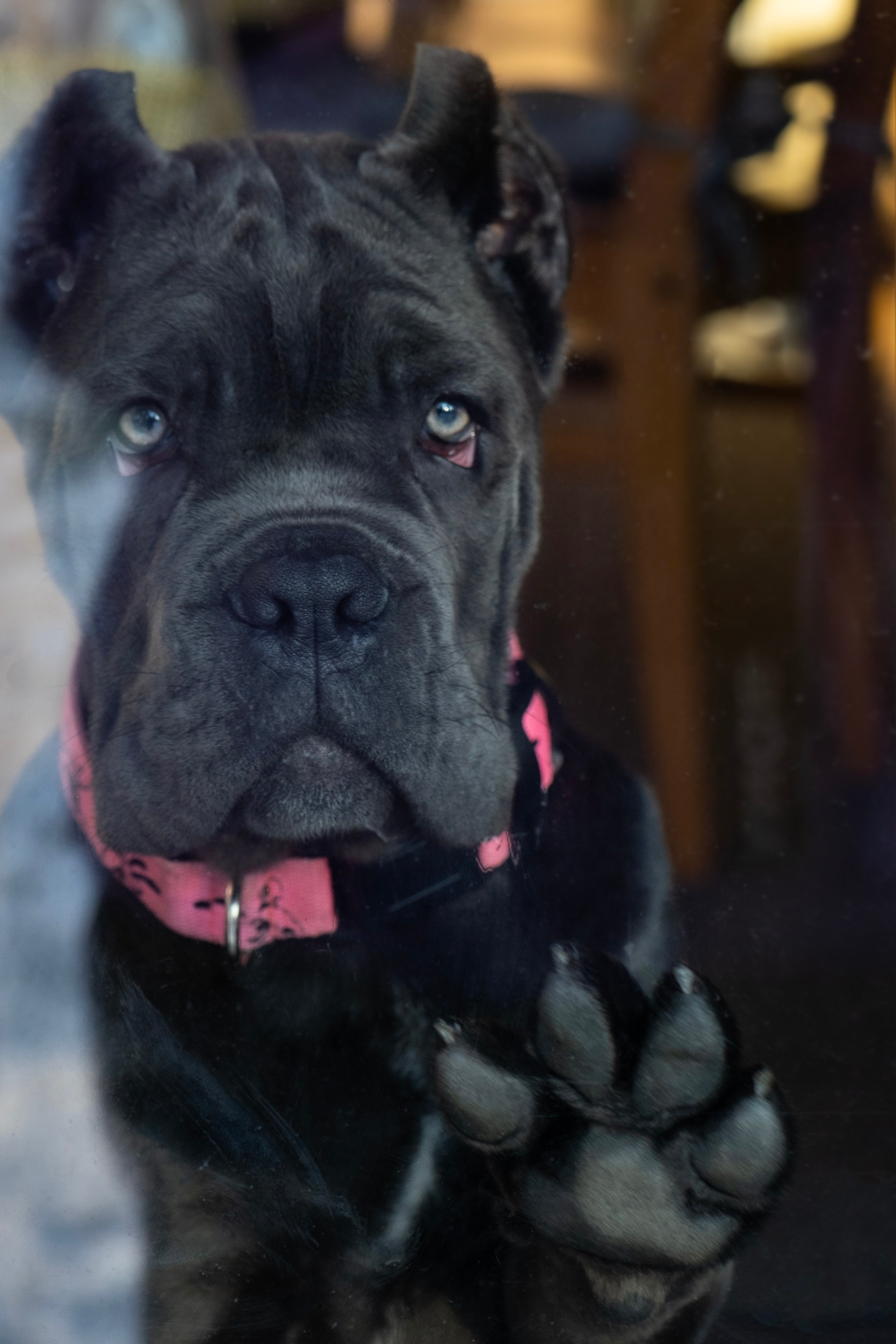 Фотосессии Пушистиков. Фотограф в Санкт-Петербурге Виктория Барышникова