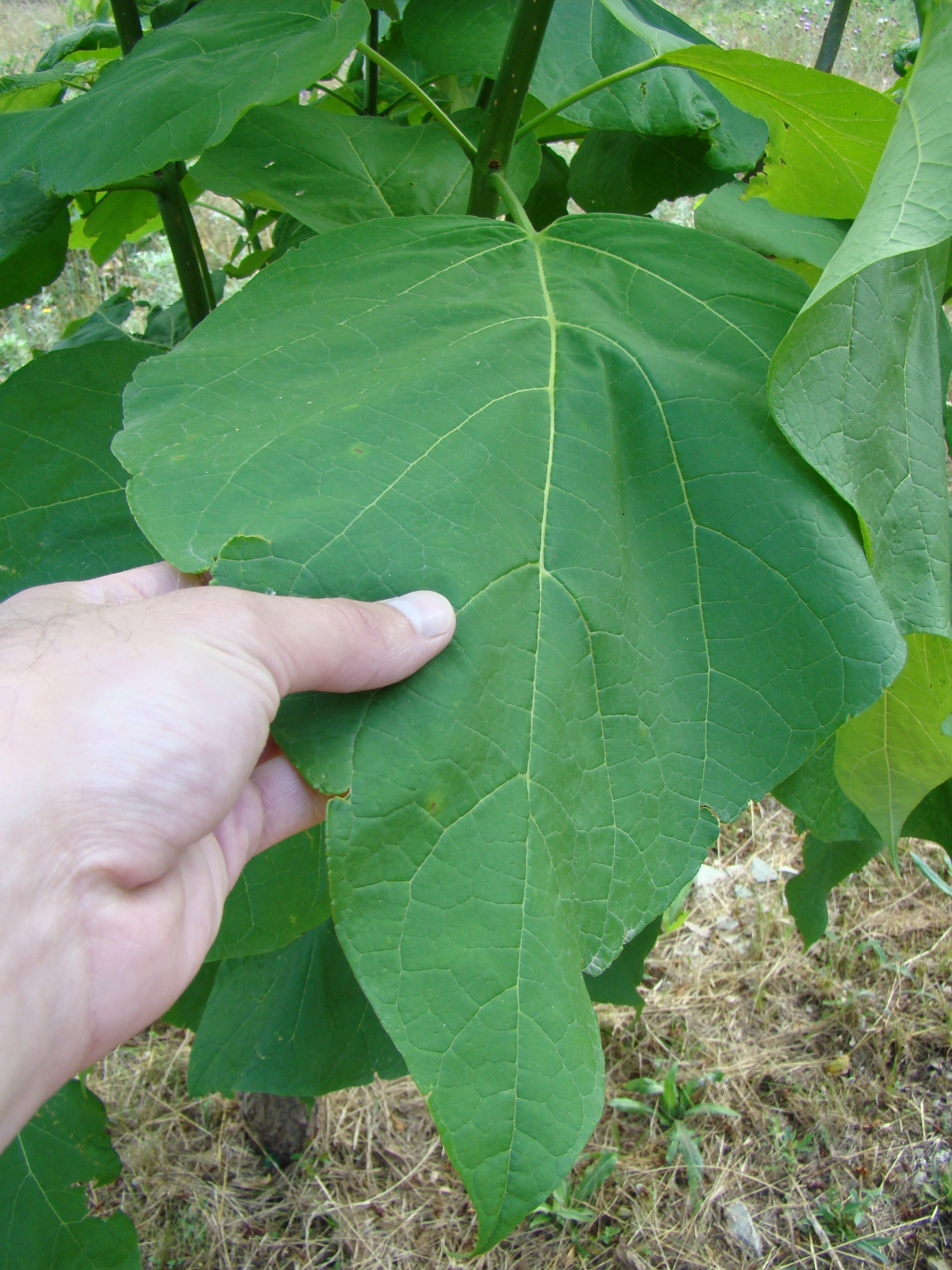 Кабардинка (фото Зевиных) 25.06-24.07.2008. Семейный, Свадебный фотограф СПБ Питер— Романова Екатерина