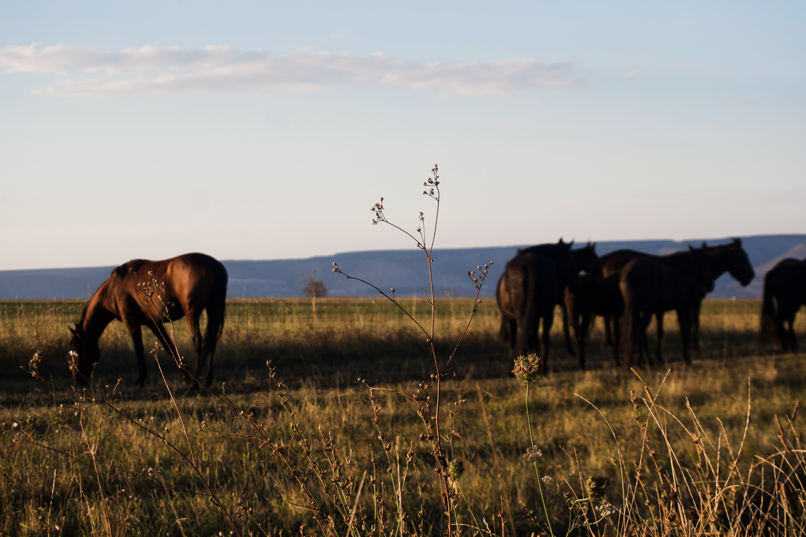 Кавказ. Анна Жукова — Режиссёр кино и цирка, сценарист, фотограф
