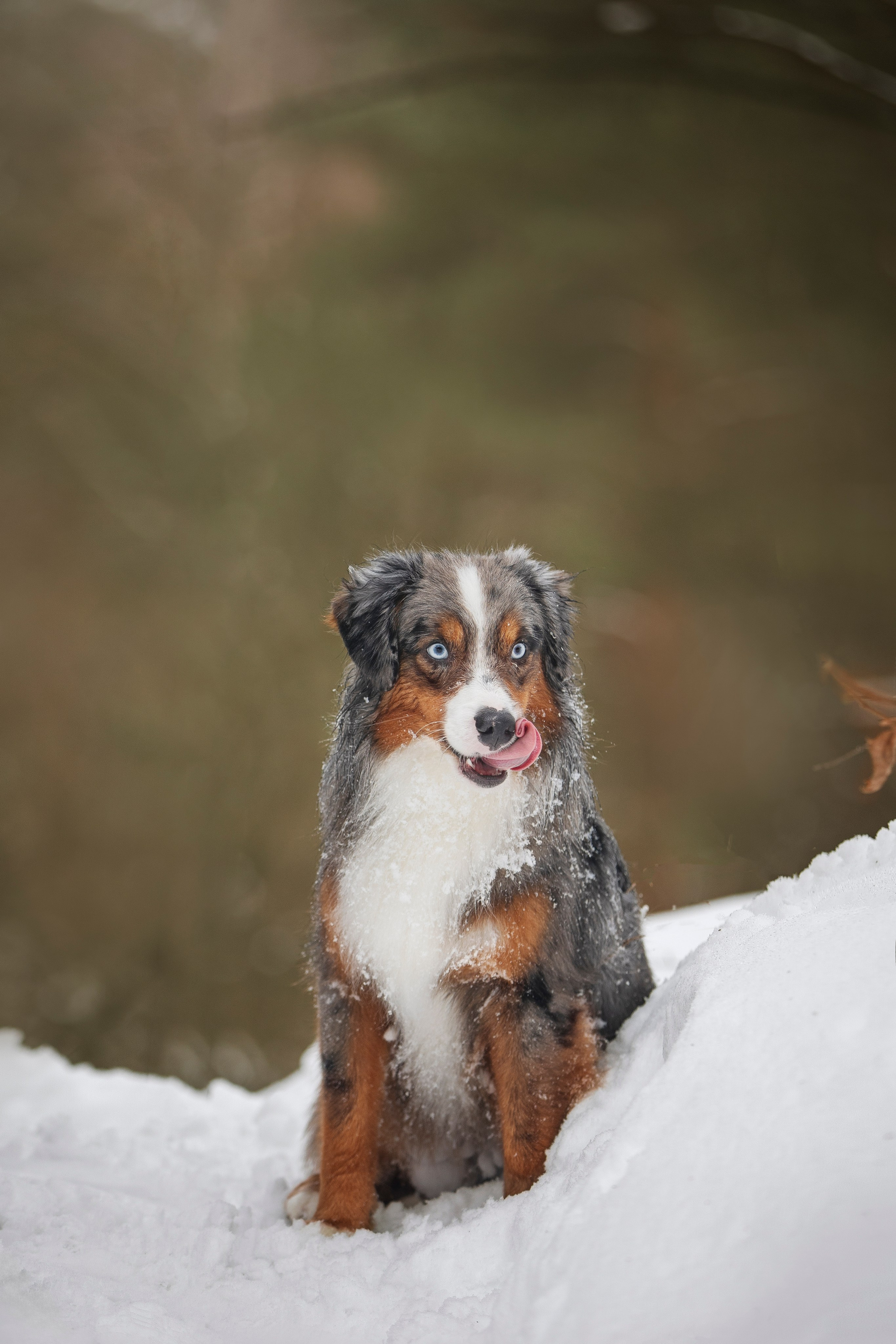 Дария, Макс, Сезам и Чили. Фотограф анималист в Москве Майорова Евгения