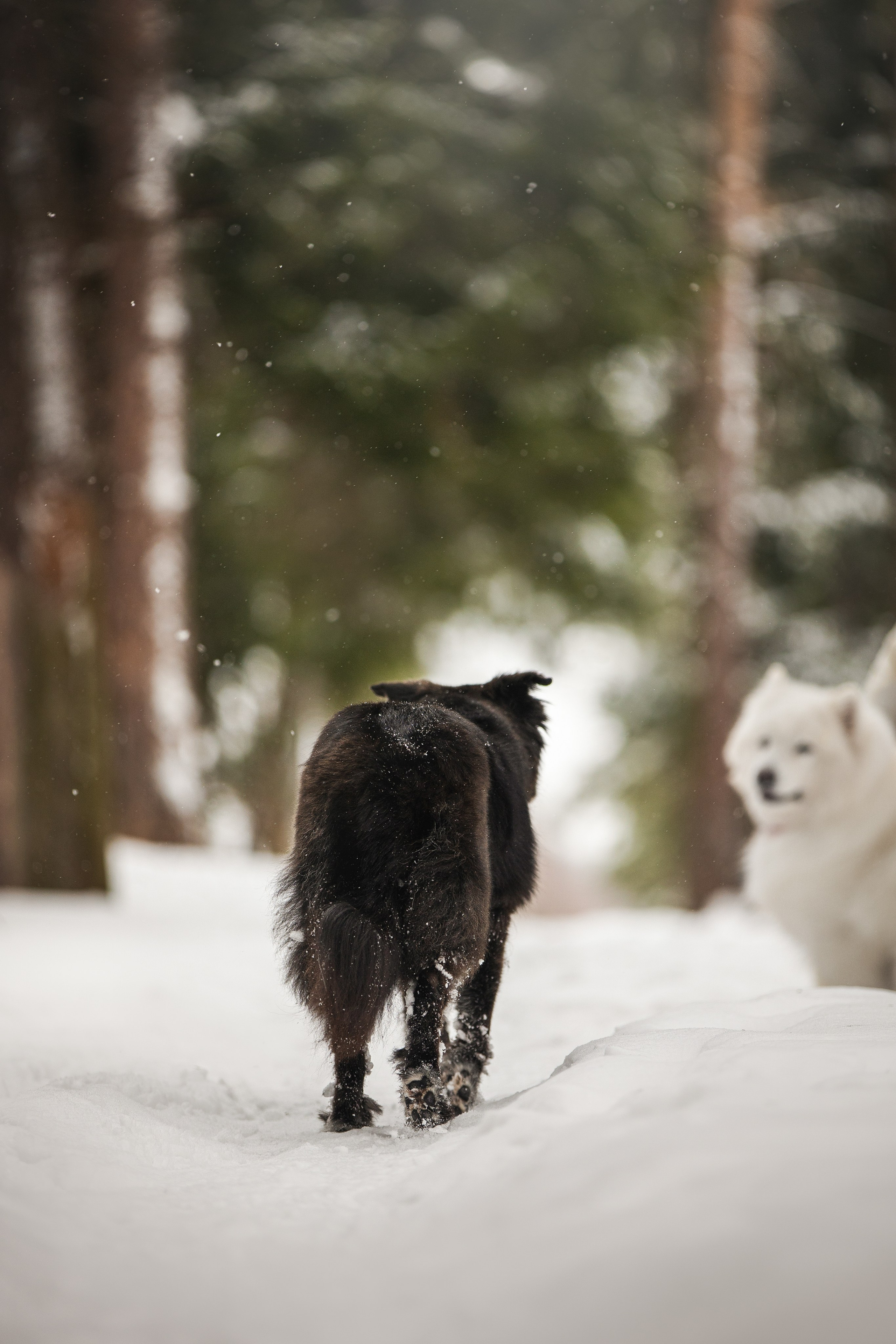 Валя, Варя и Лада. Фотограф анималист в Москве Майорова Евгения