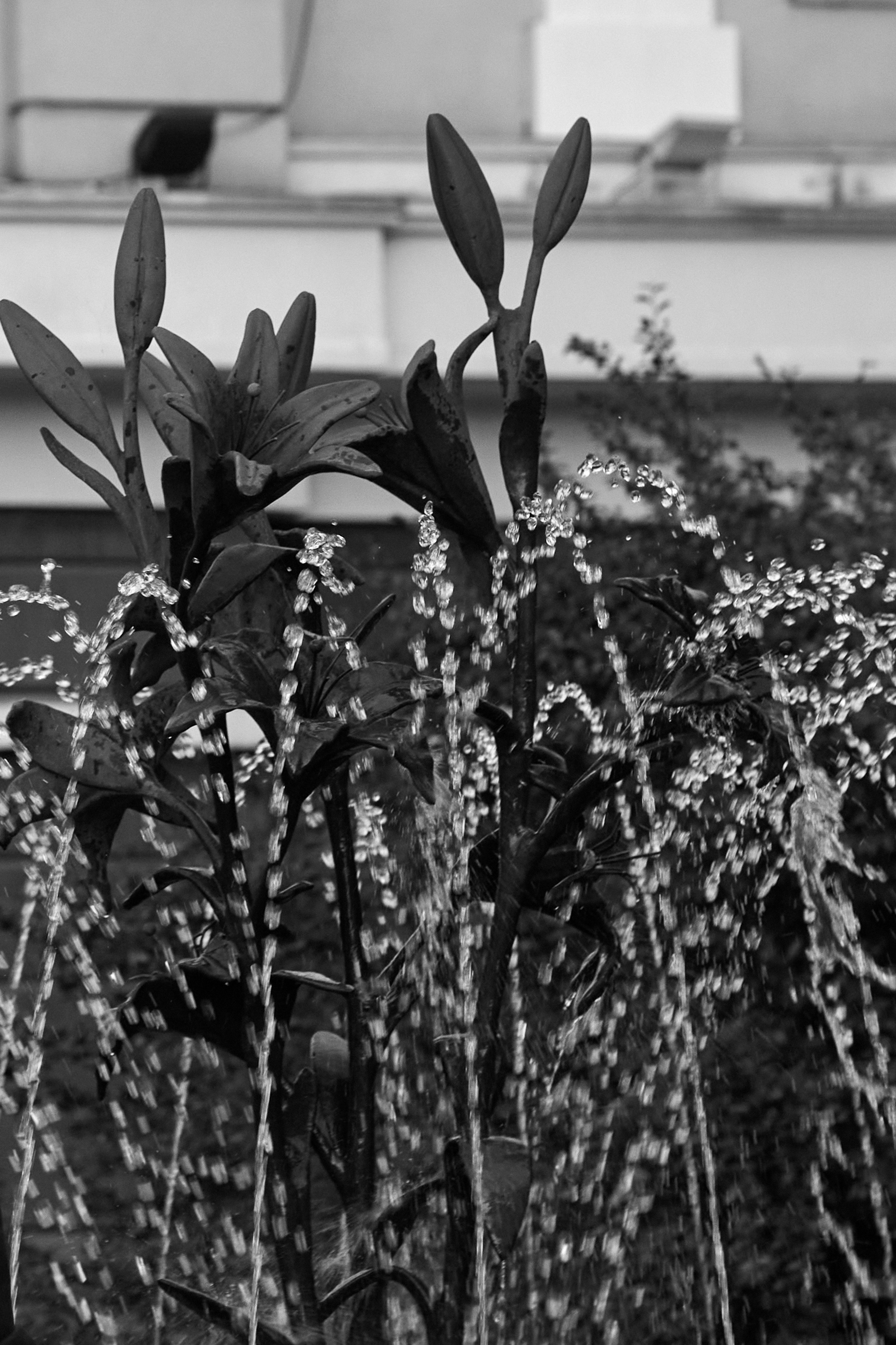 Ева. Светлана Сергиенко фотограф Красноярск, Россия, Израиль