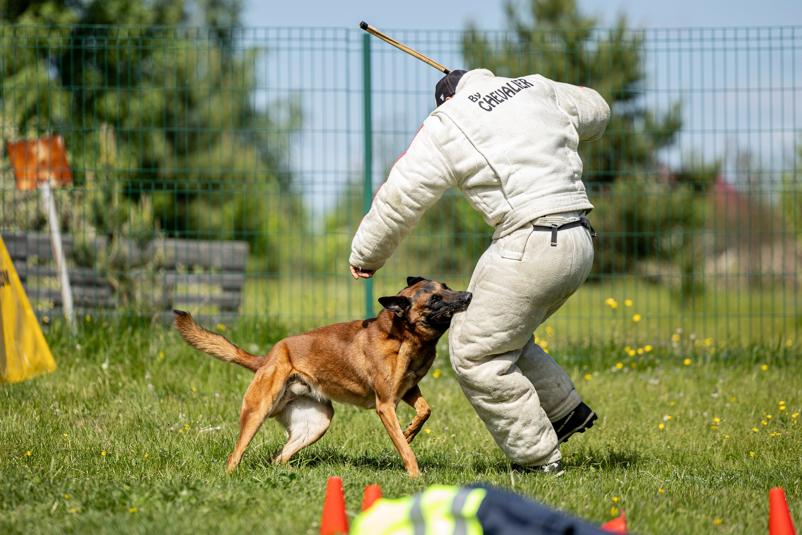 Испытания по мондьорингу в Нижнем Новгороде. Фотограф-анималист Анна Маринич