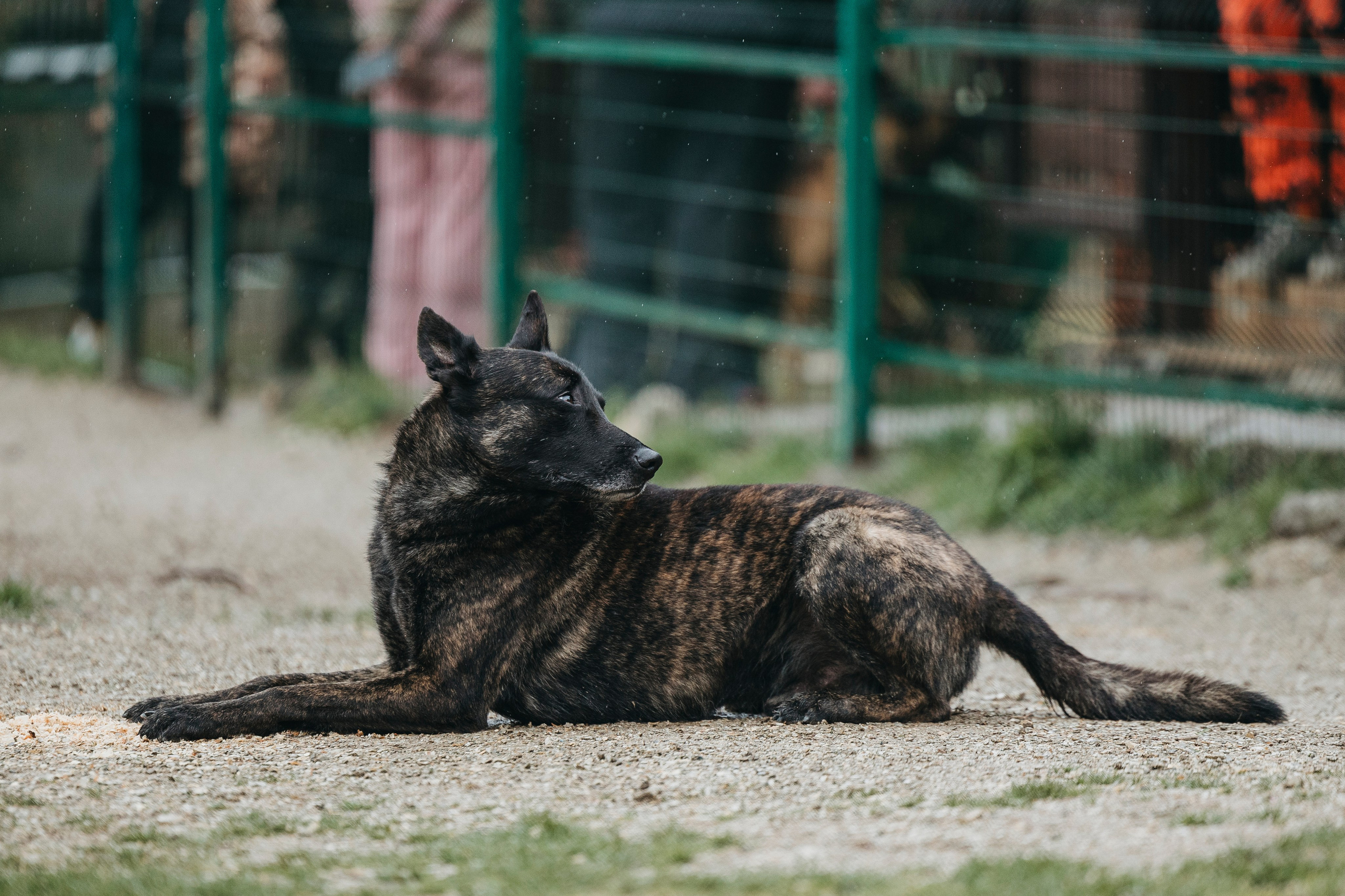Геленджик Мондьоринг. Фотограф-анималист Анна Маринич