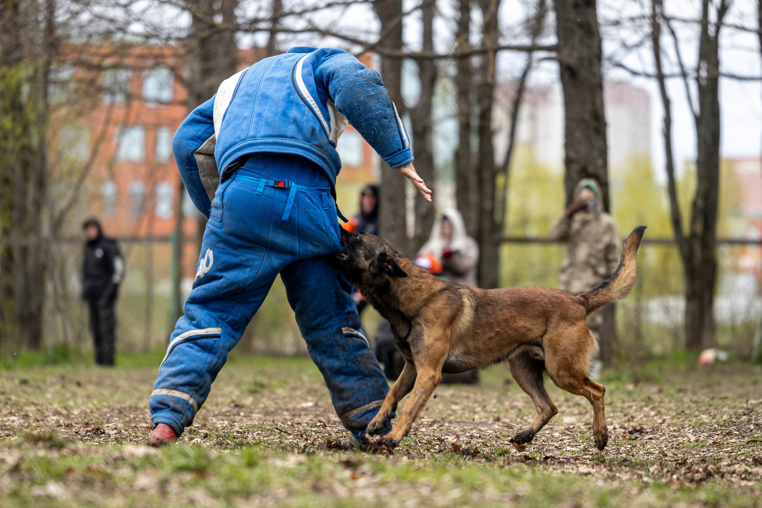 Квалификационные состязания по мондьорингу г. Вологда 11.05.24. Фотограф-анималист Анна Маринич