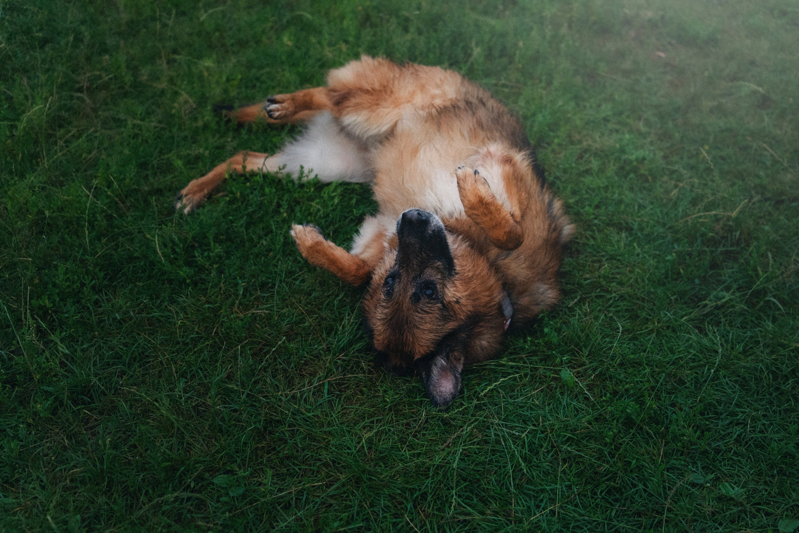 Вика и Фрея. Фотограф анималист в Москве и Санкт-Петербурге Свиридова Анна