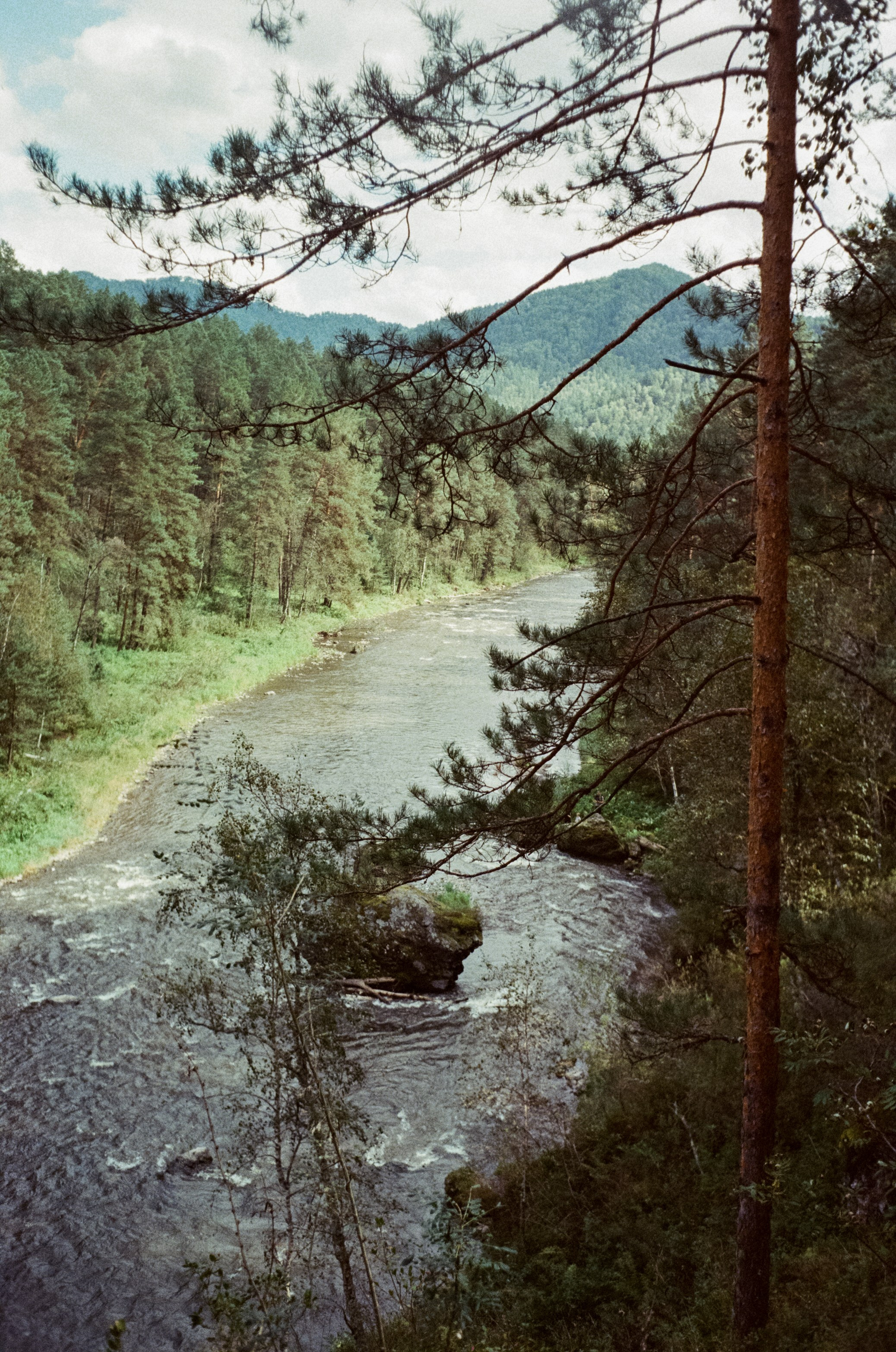 Горно-алтайский ботанический сад, база Кедровый остров / 27 августа 2024 года